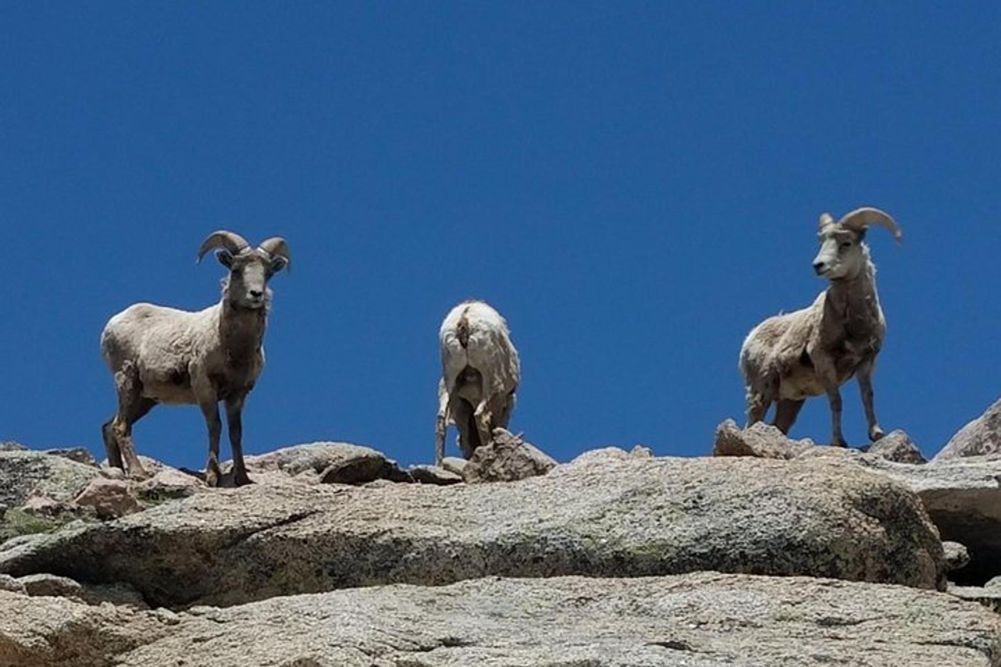 Denver Mountain and Mine Half-Day Tour - Image 6