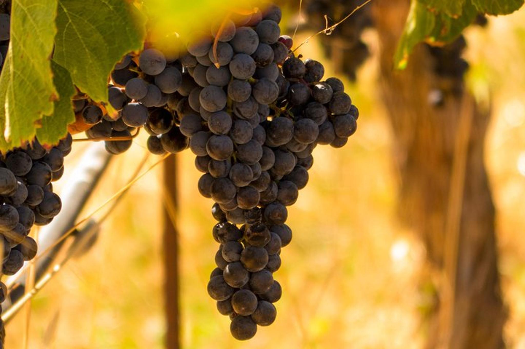 San Francisco Wine Country Tour - Image 6