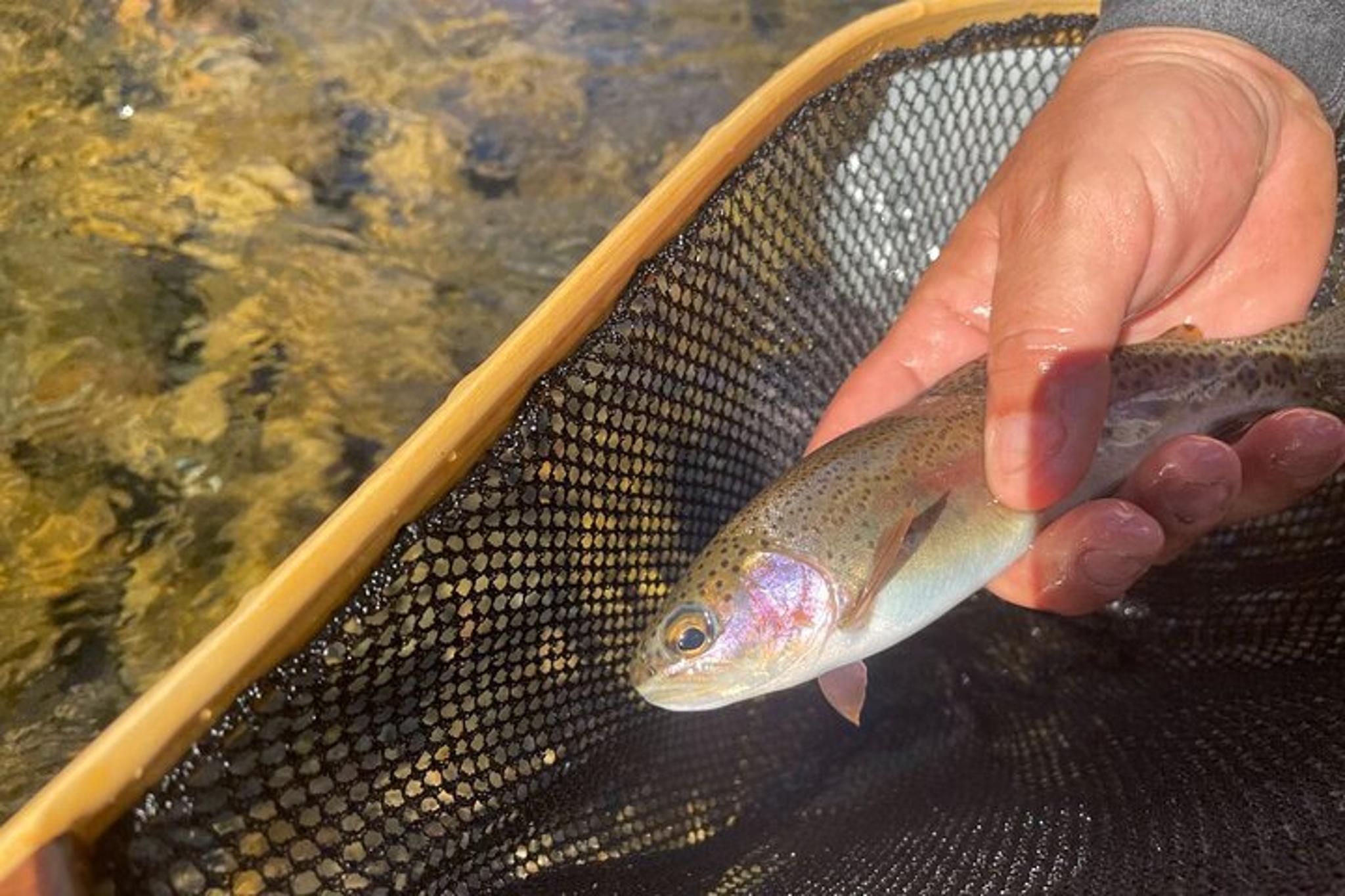 Great Smoky Mountains Fly Fishing Half Day - Image 3