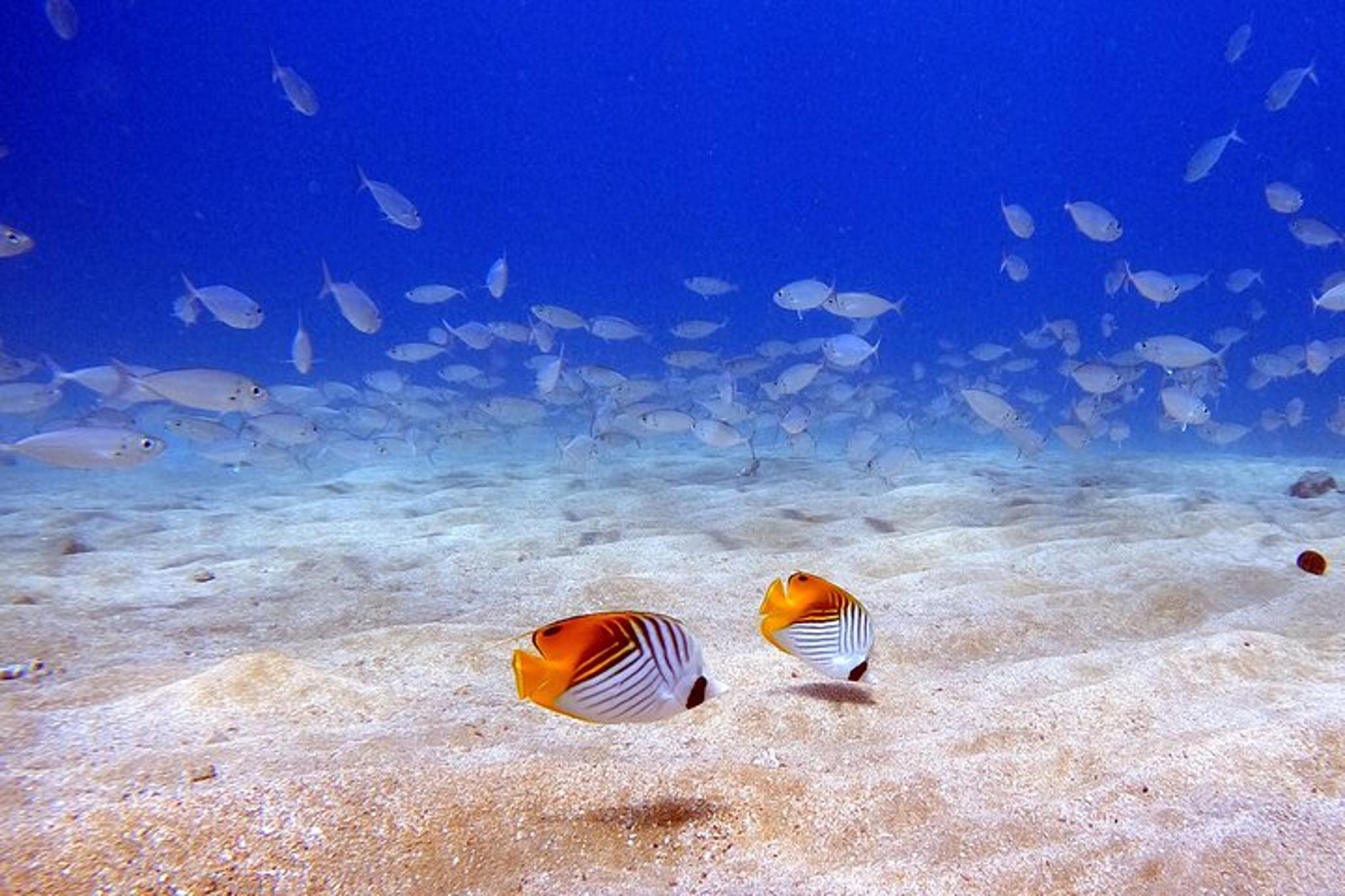 Maui Scuba Diving Experience