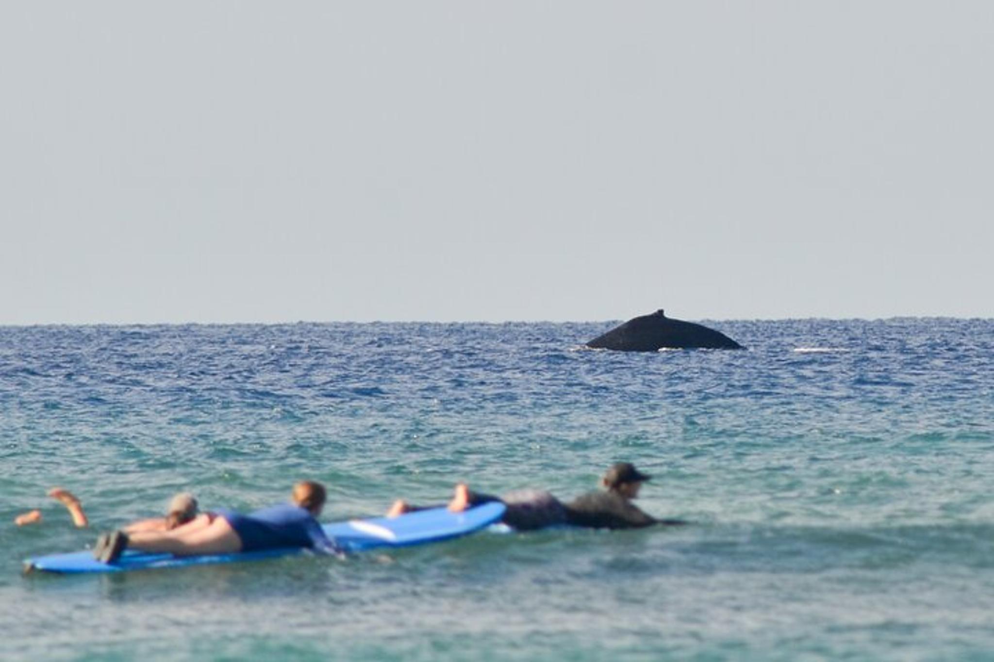 Maui Surf Lessons with Experienced Coaches 2 hr - Image 5