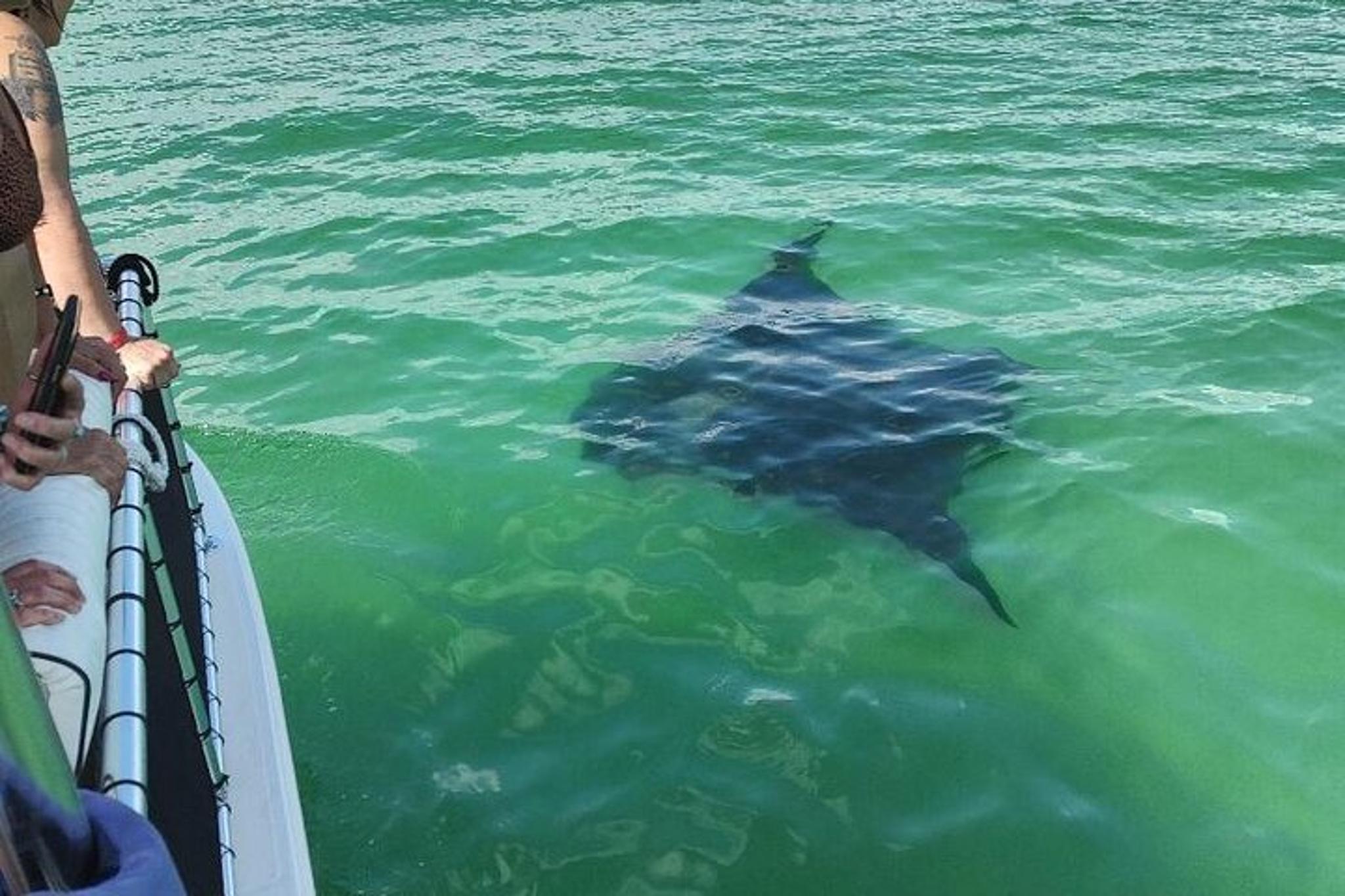 Panama City Dolphin Swim - Image 6