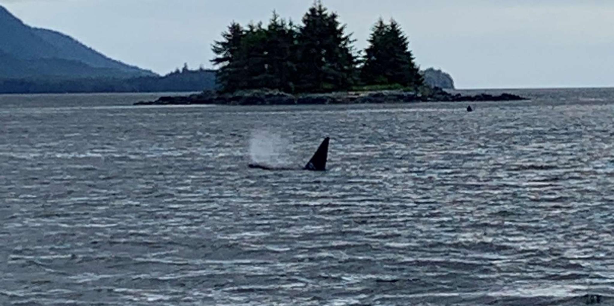 Ketchikan Marine Wildlife and Whale Watching Boat Tour