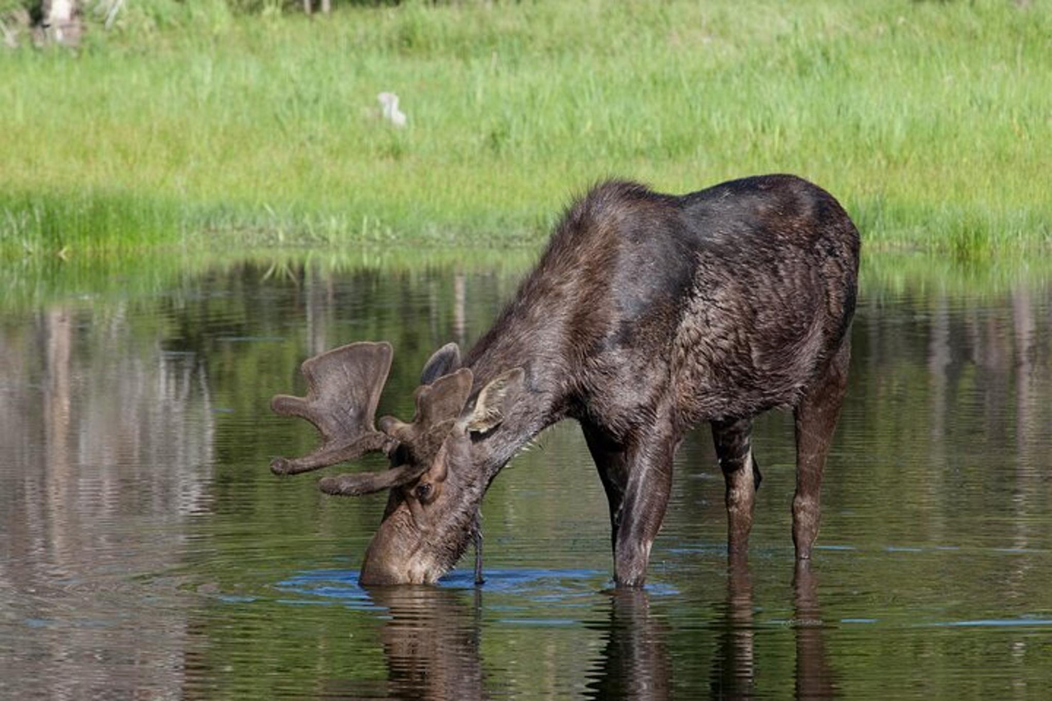 Bozeman Yellowstone Wildlife Safari - Image 2