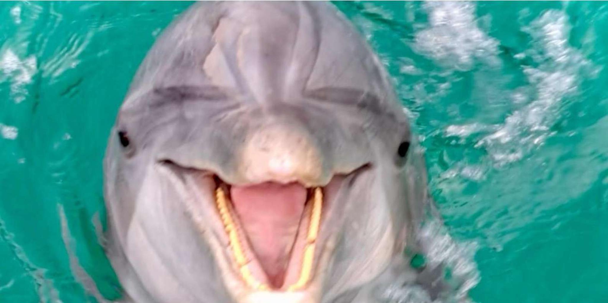 Panama City Beach Dolphin Tour - Image 2