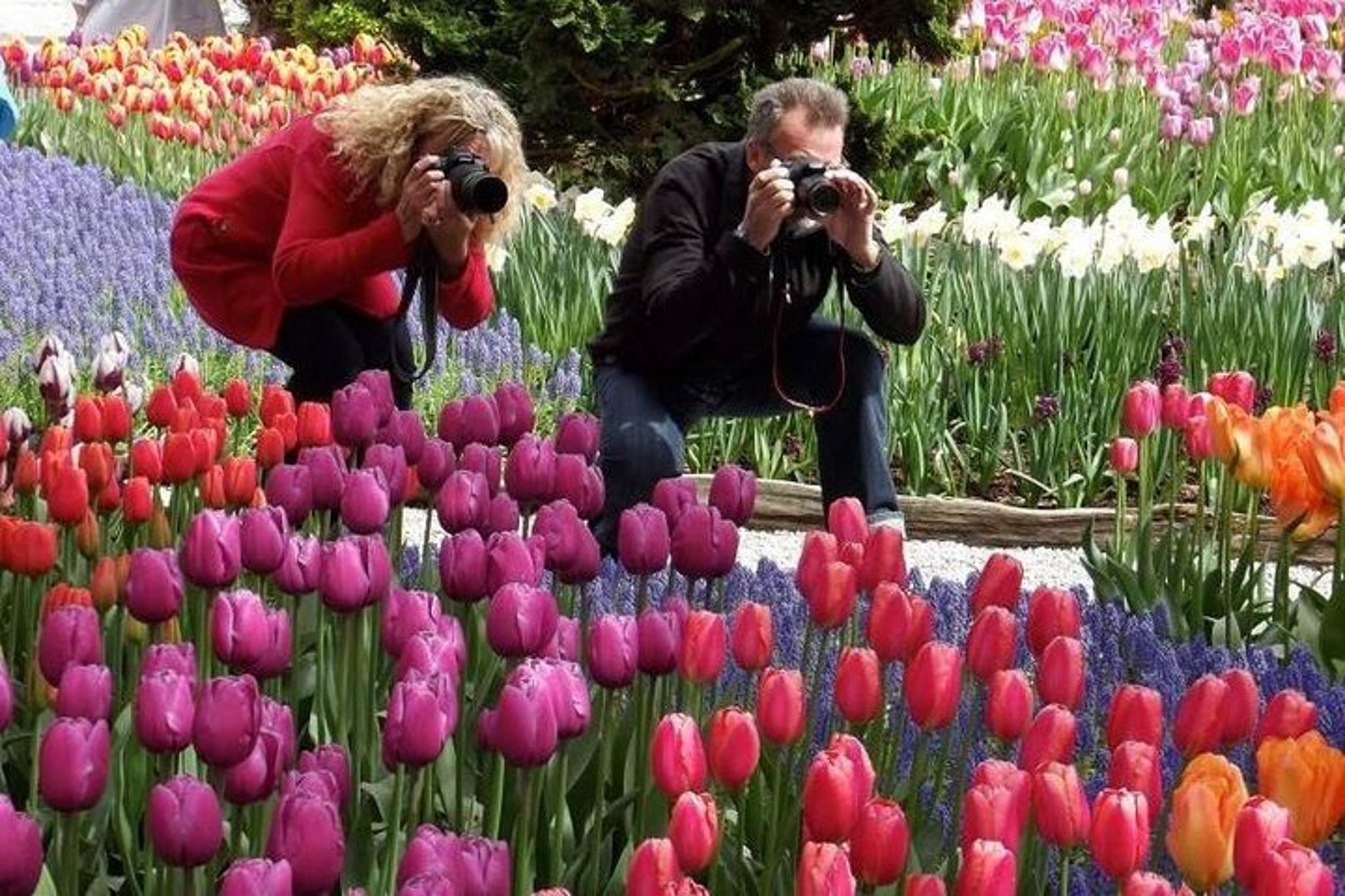 Seattle Skagit Valley Tulip Festival Day Tour - Image 2