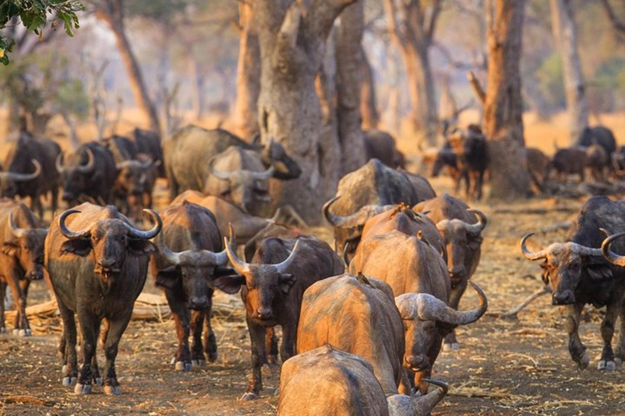 Durban Big 5 Safari Open Vehicle 14 hr - Image 4