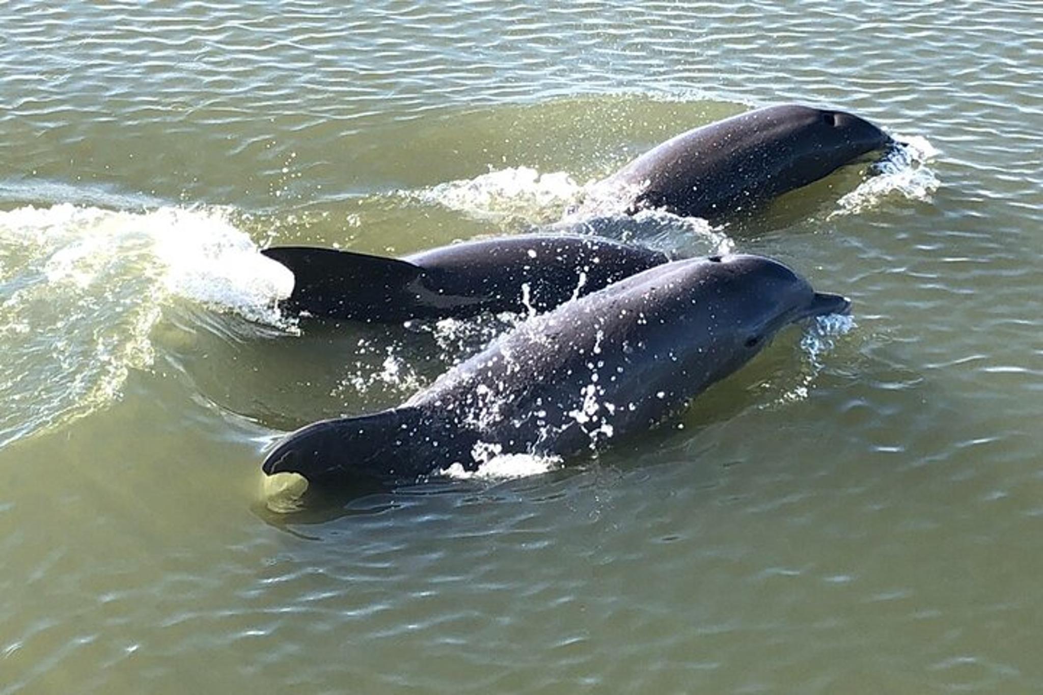 Charleston Sailing Tour on 50ft Yacht - Image 1