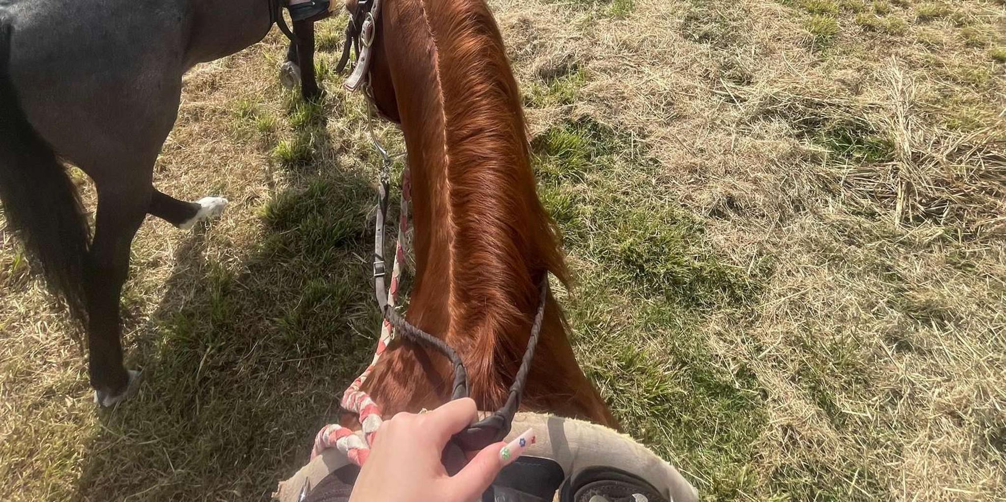 Miami Horseback Riding Tour - Image 2