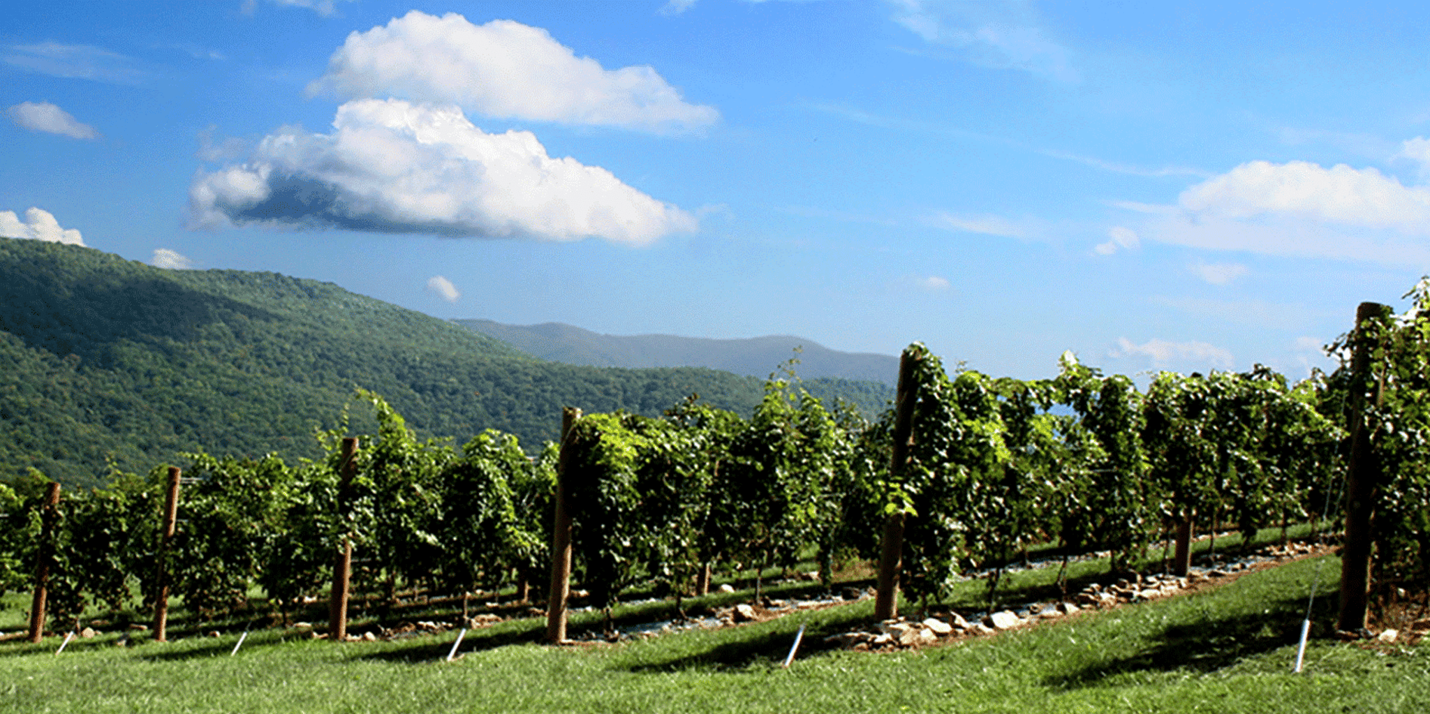 Atlanta Wine Tasting Tour in North Georgia Mountains - Image 2