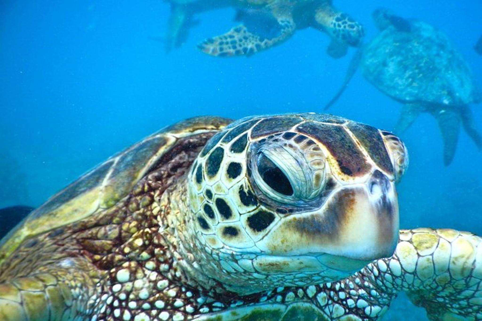 Ka'anapali Beach Snorkel Tour 2.5 Hr - Image 2
