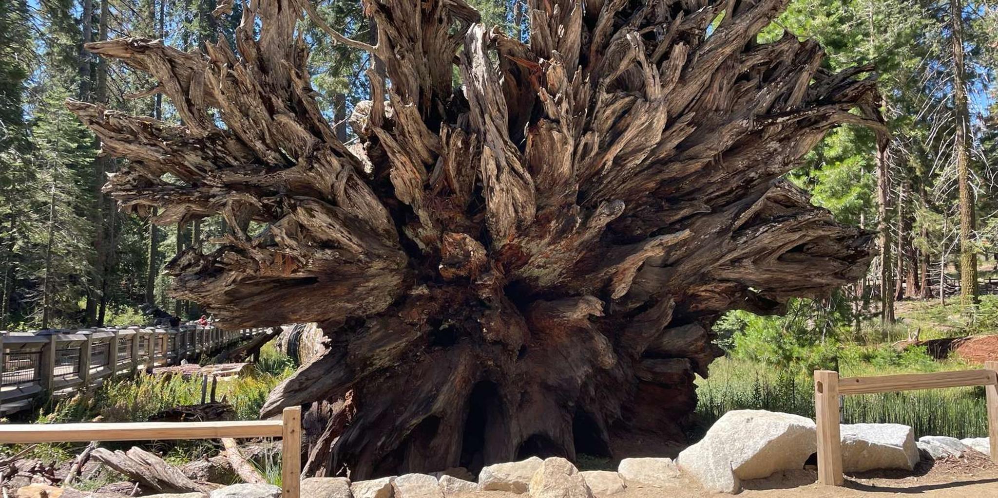 Yosemite National Park & Giant Sequoias Tour from San Francisco - Image 5