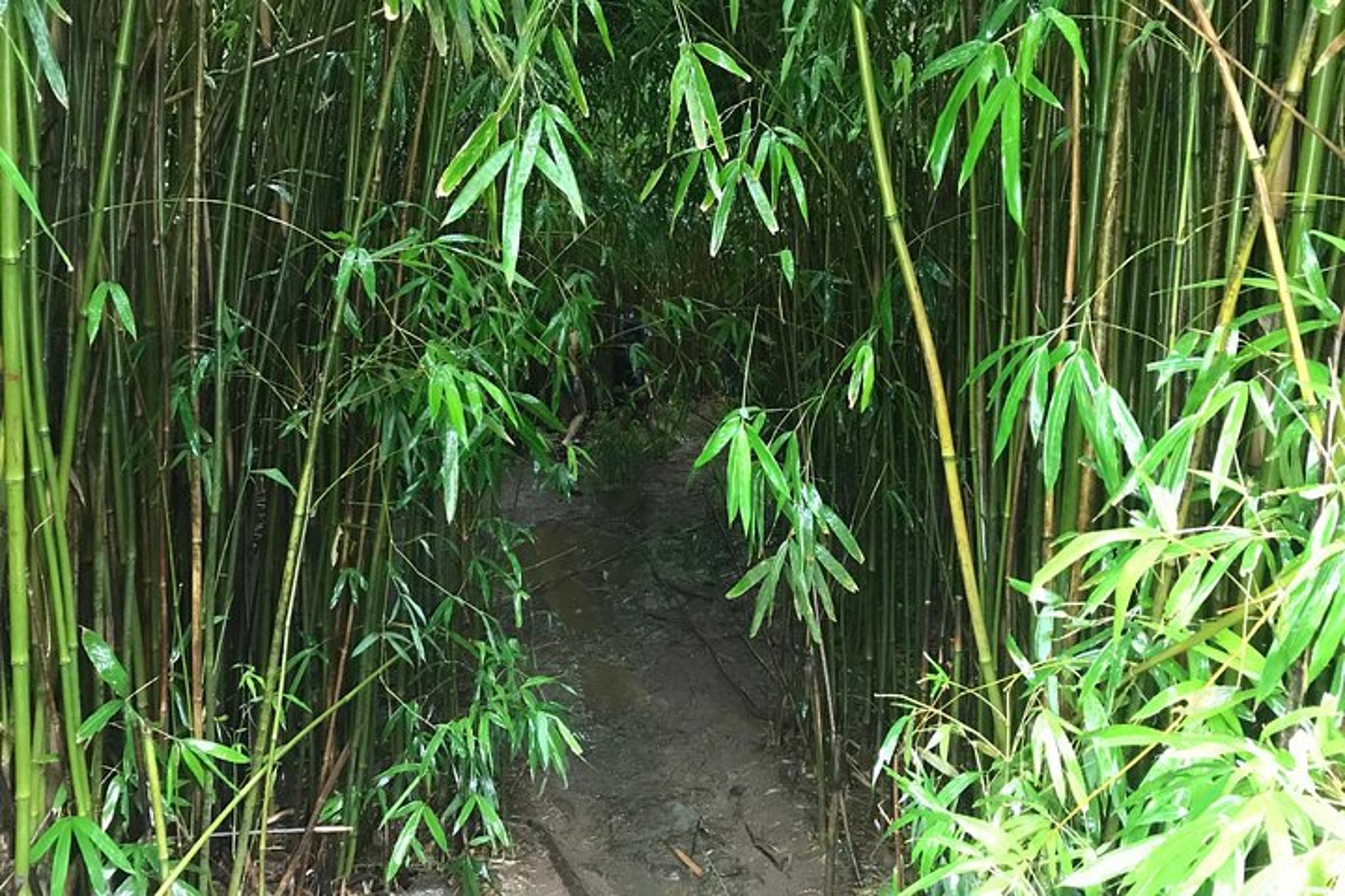 Maui Private Island Tour - Image 5