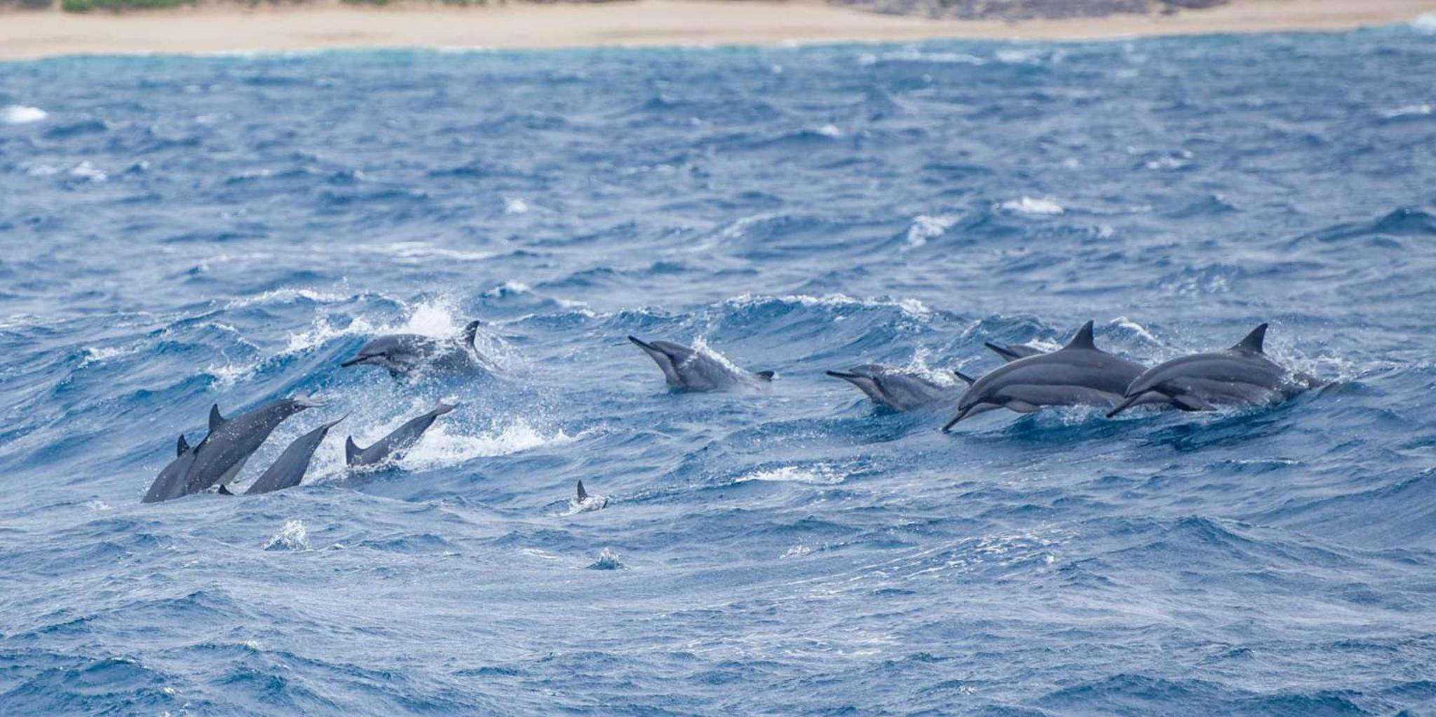 Maui Dolphin Watching Boat Trip with Lunch - Image 2