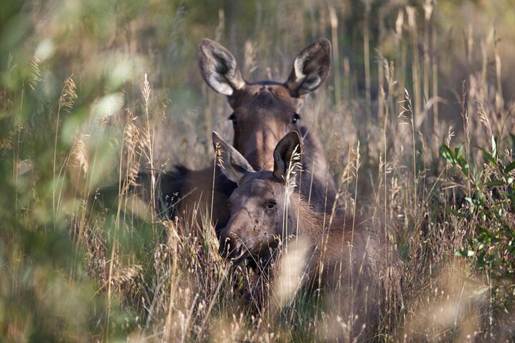 Rocky Mountain National Park Wildlife Tour - Image 2
