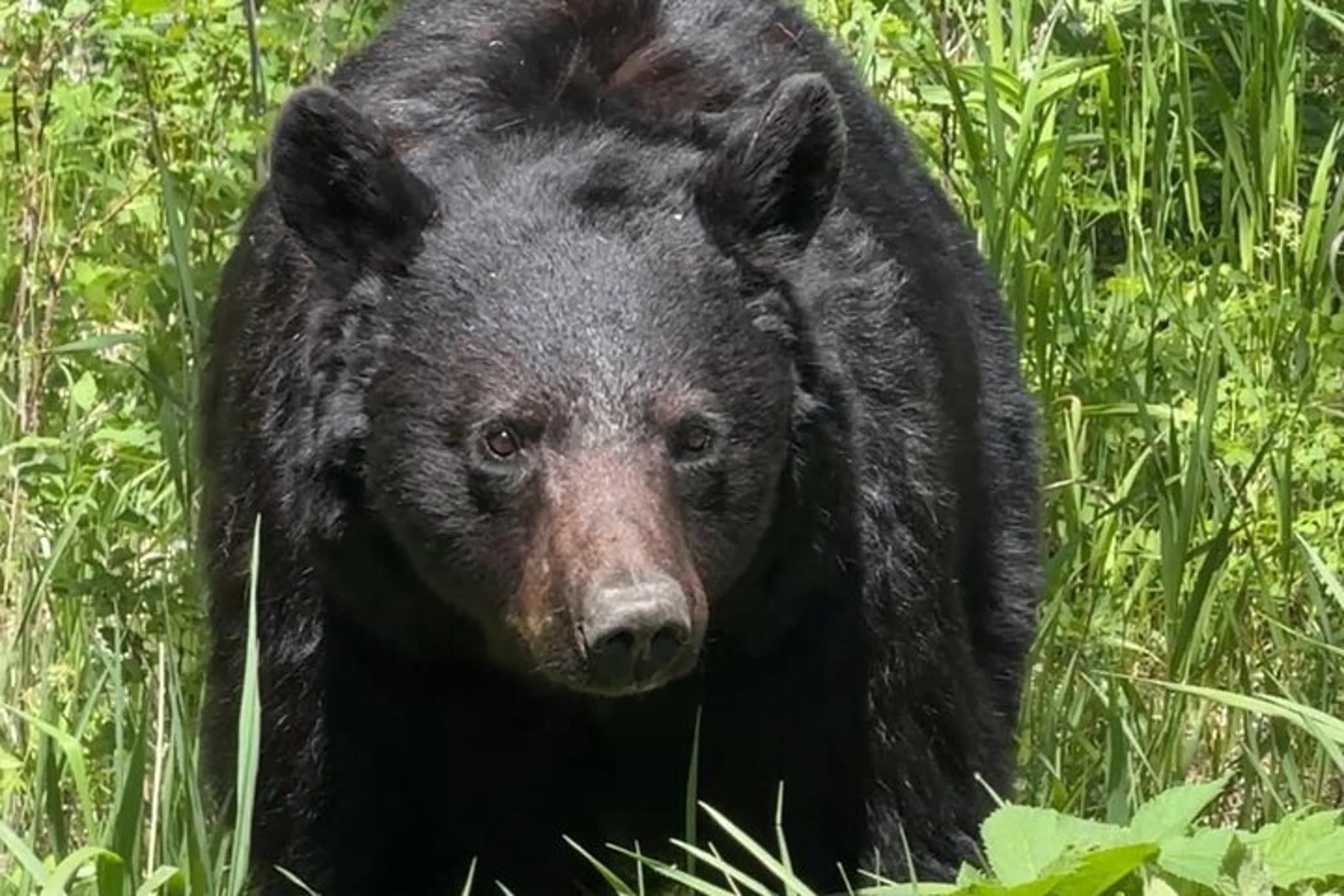 Gardiner Wildlife Safari with Lunch 8 hr - Image 1
