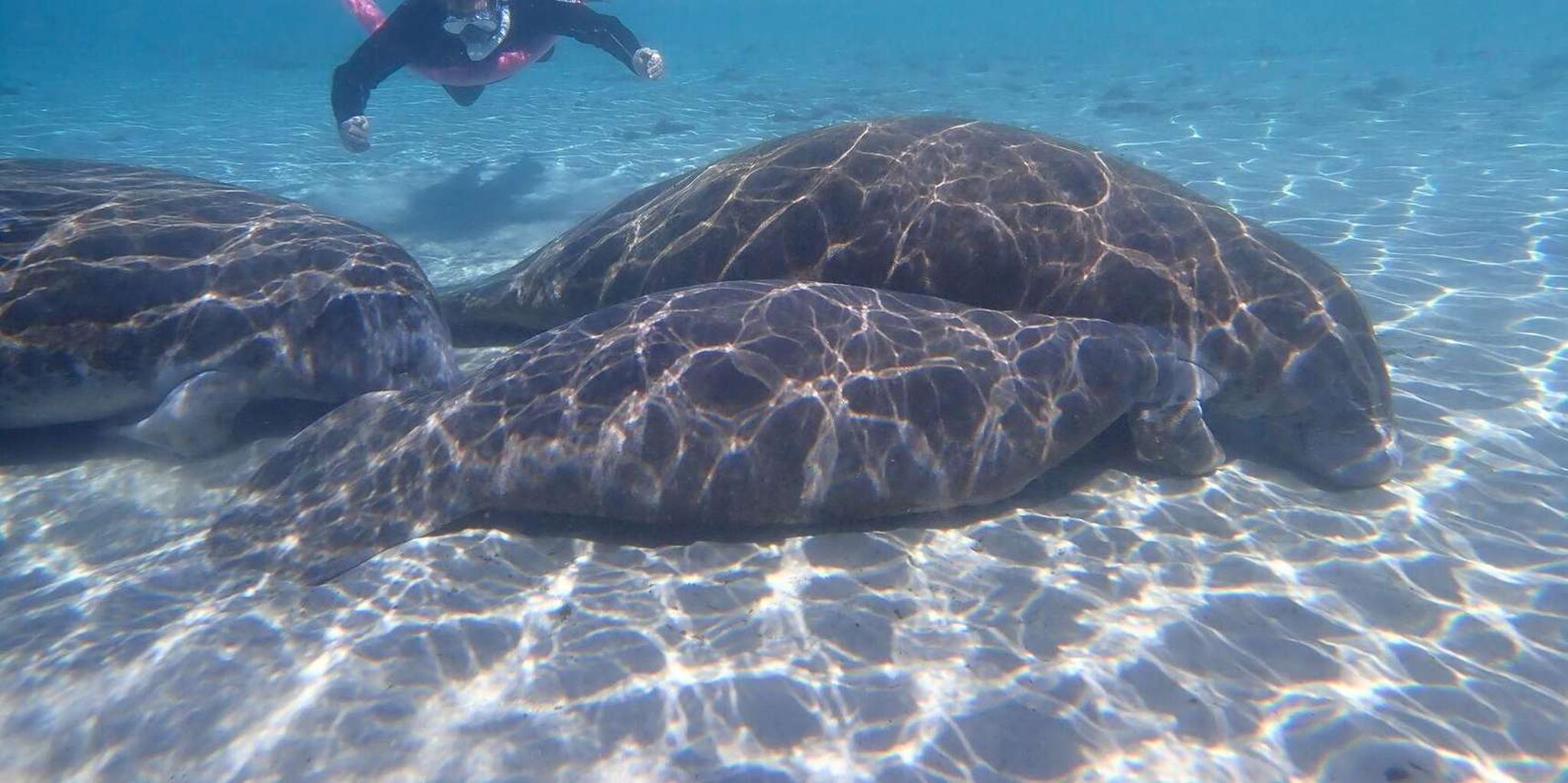 Crystal River Manatee Snorkeling Tour 3 hr - Image 5