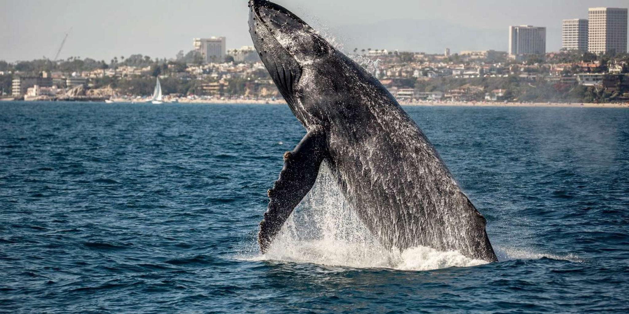 Newport Beach Whale Watching Cruise - Image 6