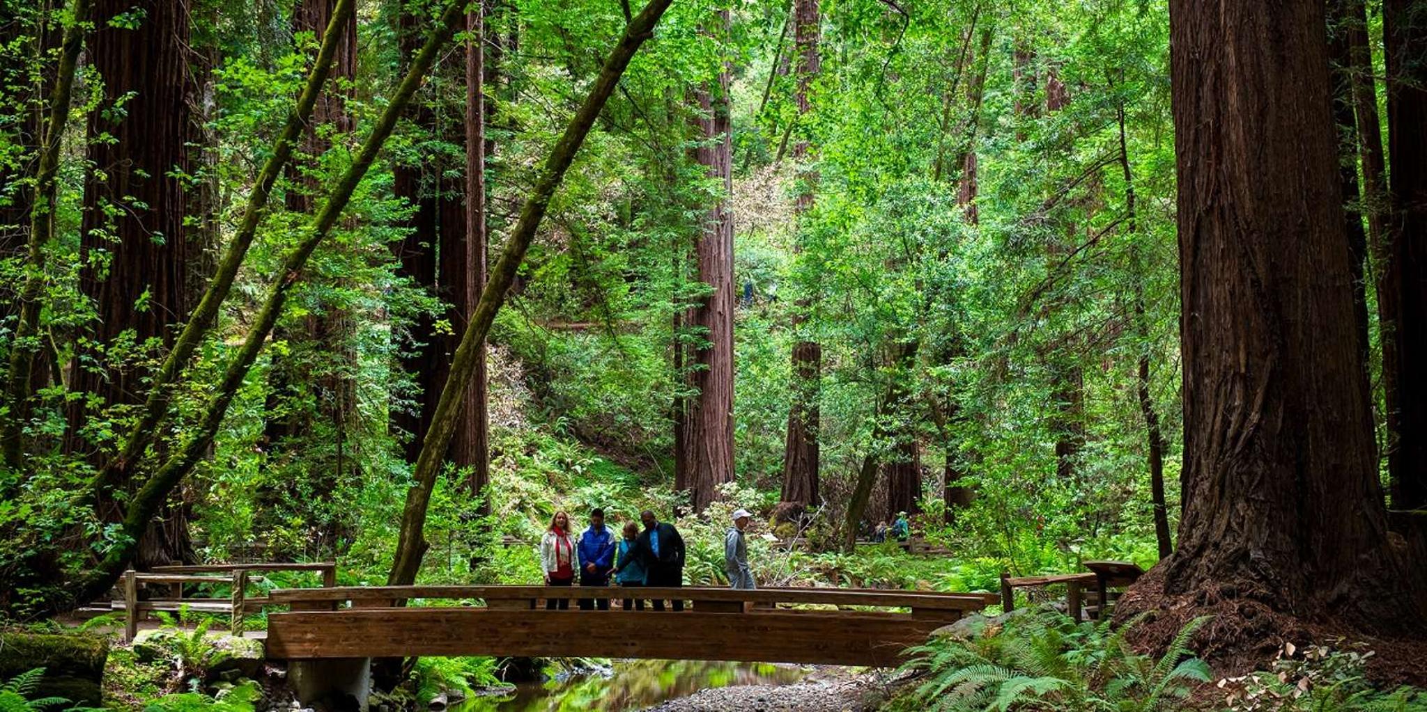 San Francisco Muir Woods & Wine Country Tour with Lunch - Image 4