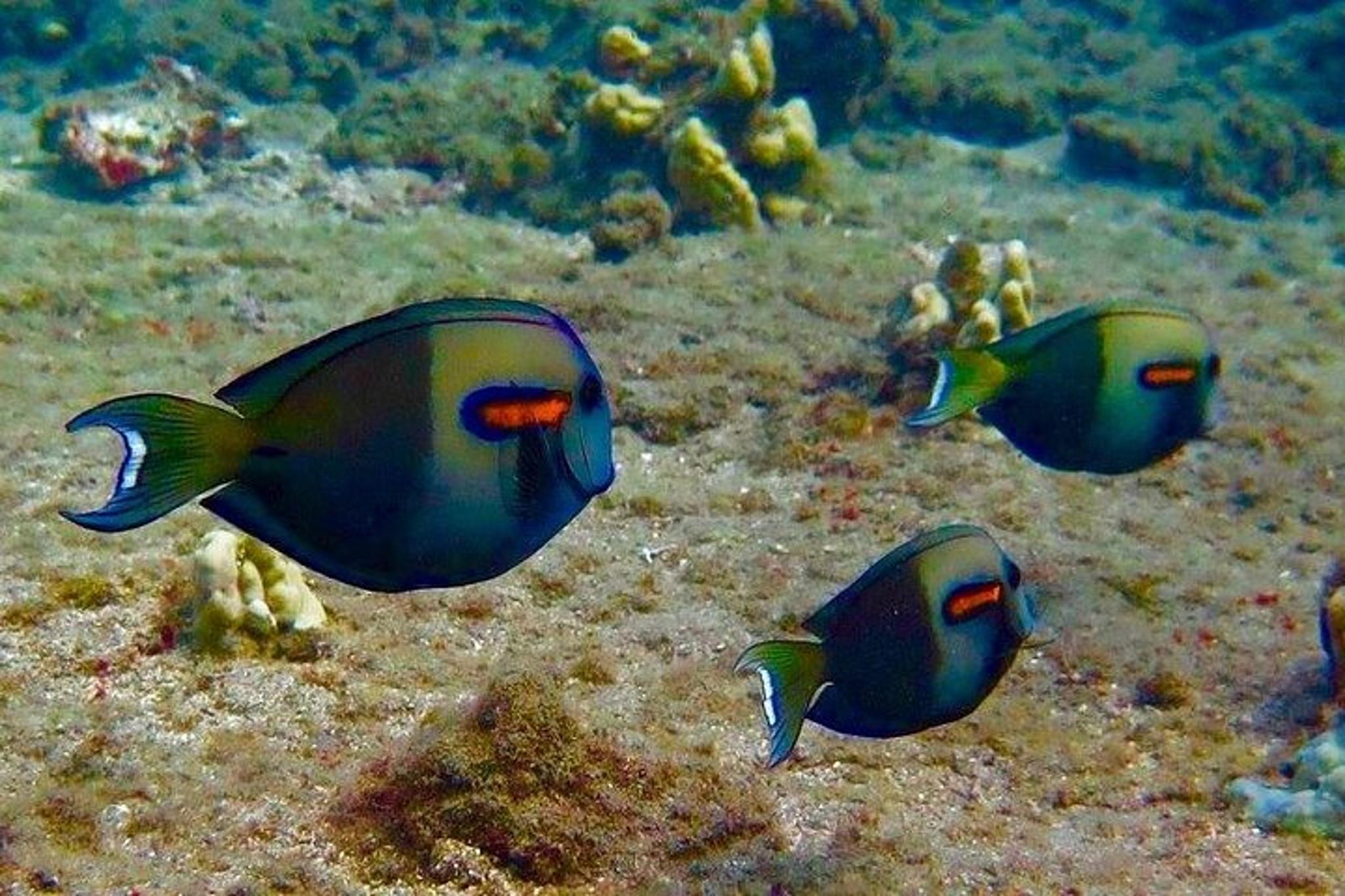 Lahaina Sea Scooter Snorkeling Tour - Image 5