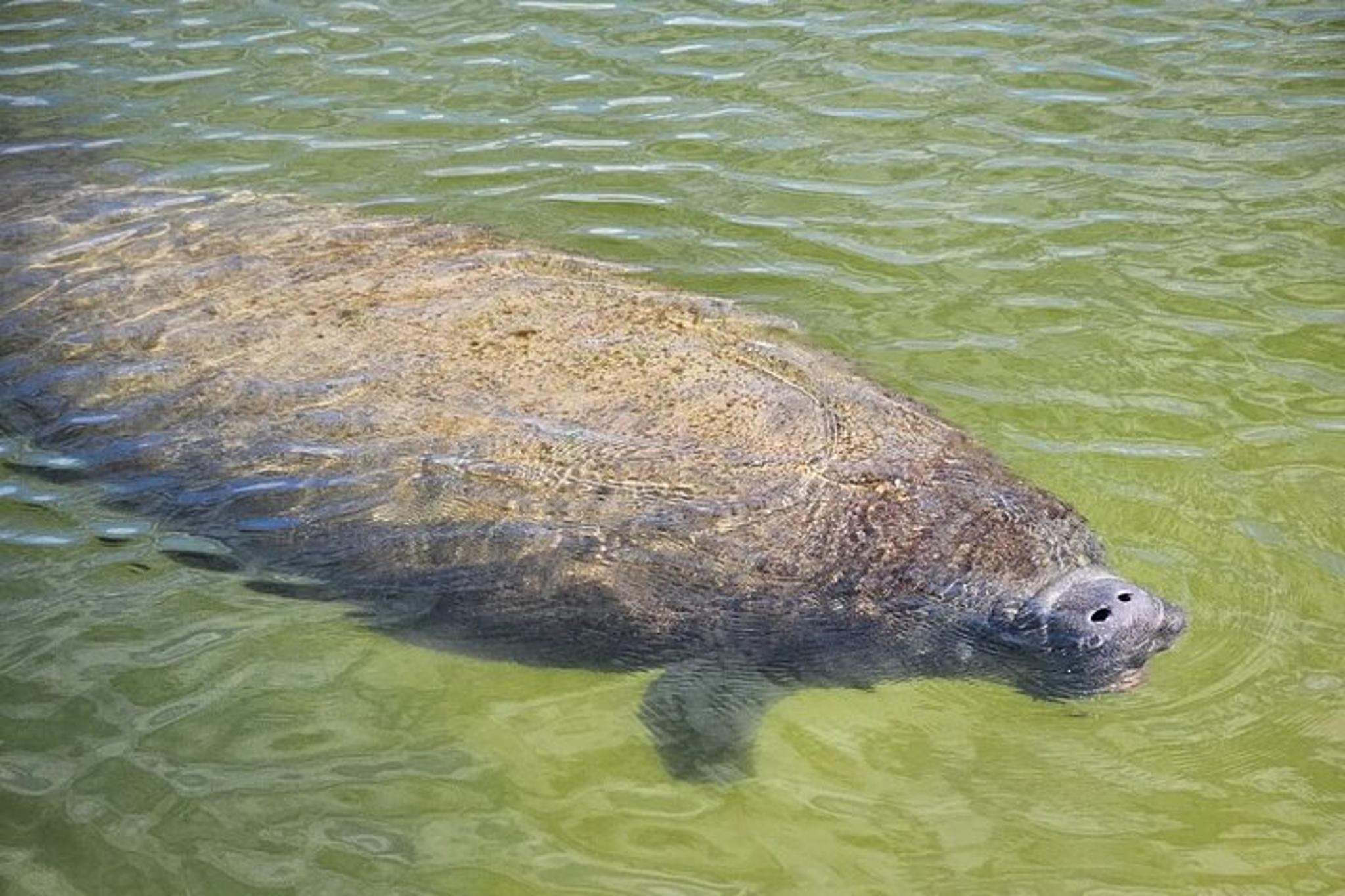 Tierra Verde Kayak Tour in Mangrove Preserve - Image 3