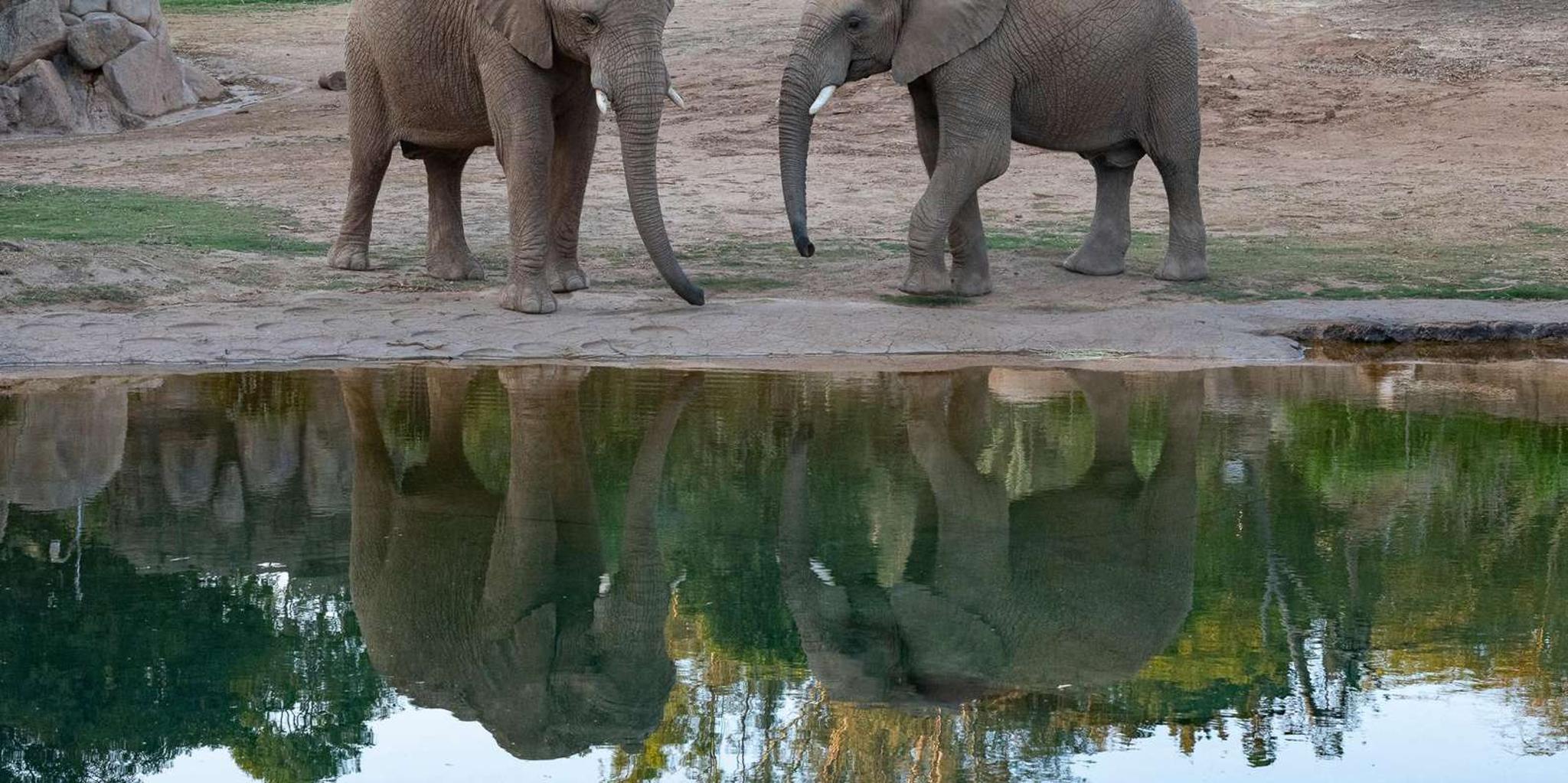 San Diego Zoo Admission Ticket - Image 5