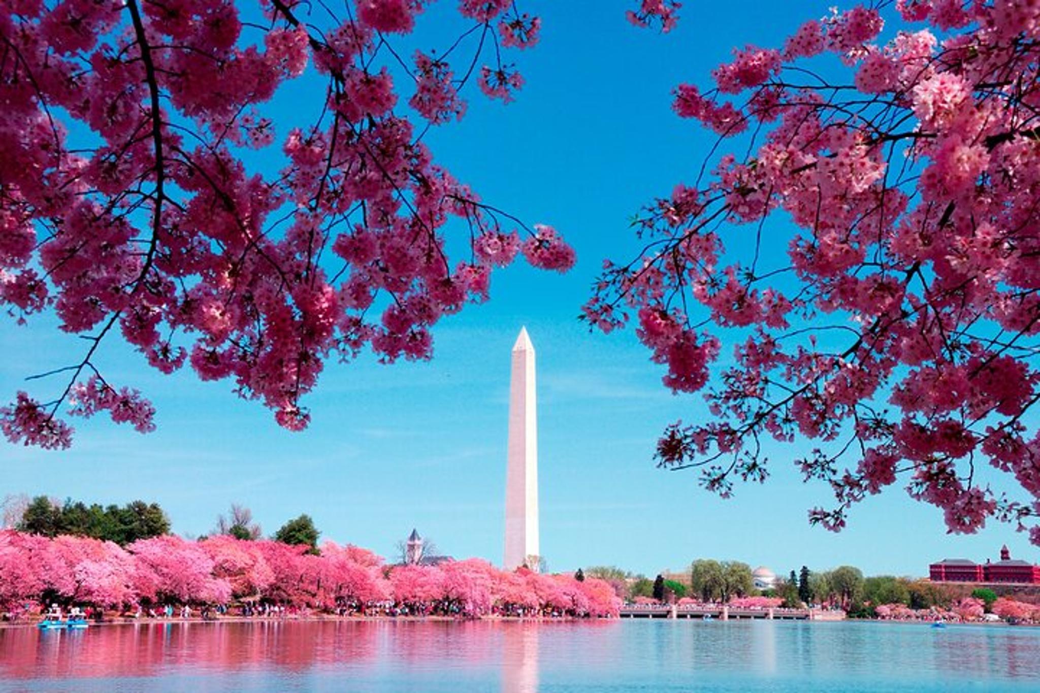 Washington DC Monuments and Cherry Blossoms Tour - Image 1