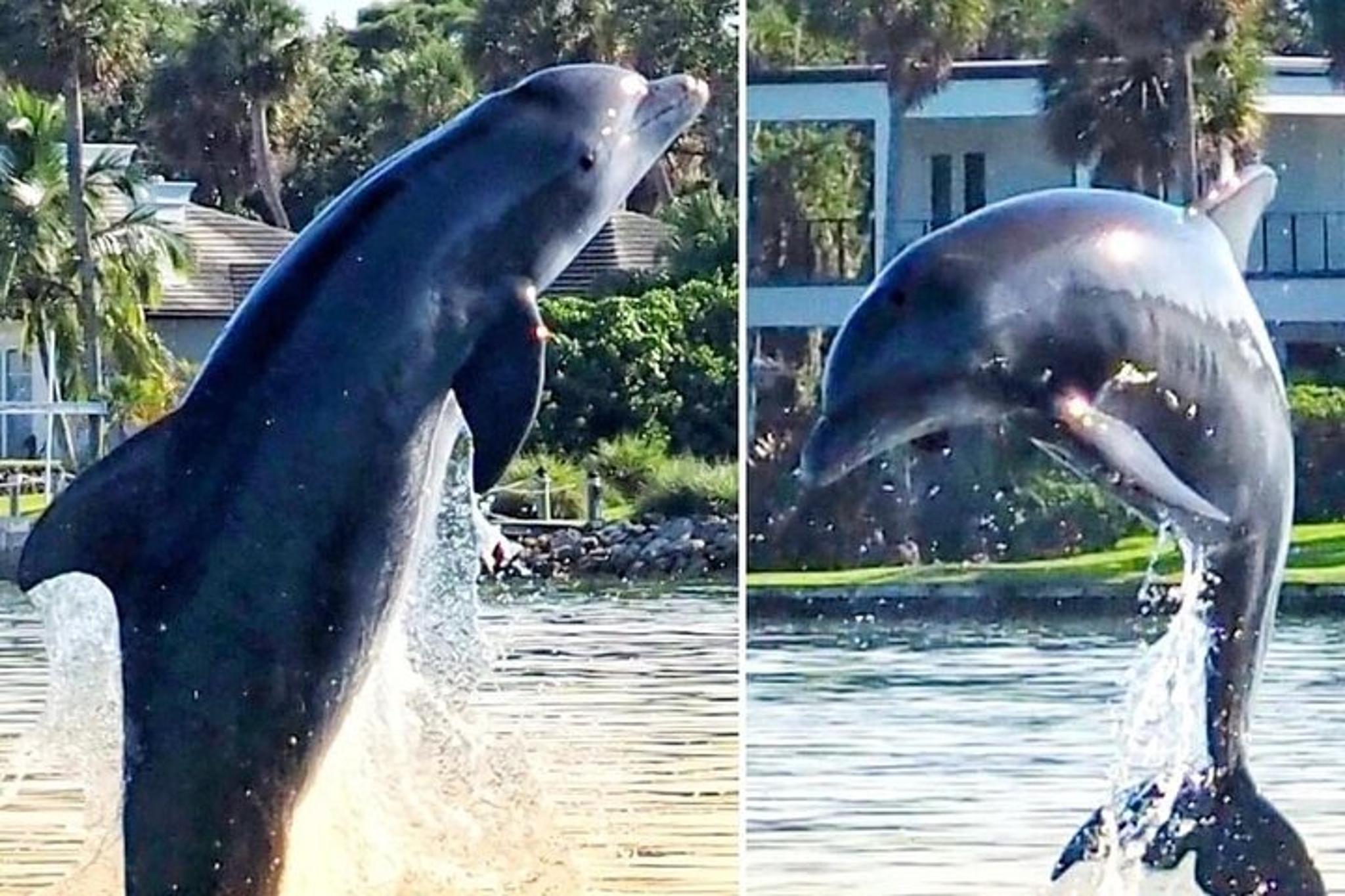 Melbourne Dolphin Tour - Image 1
