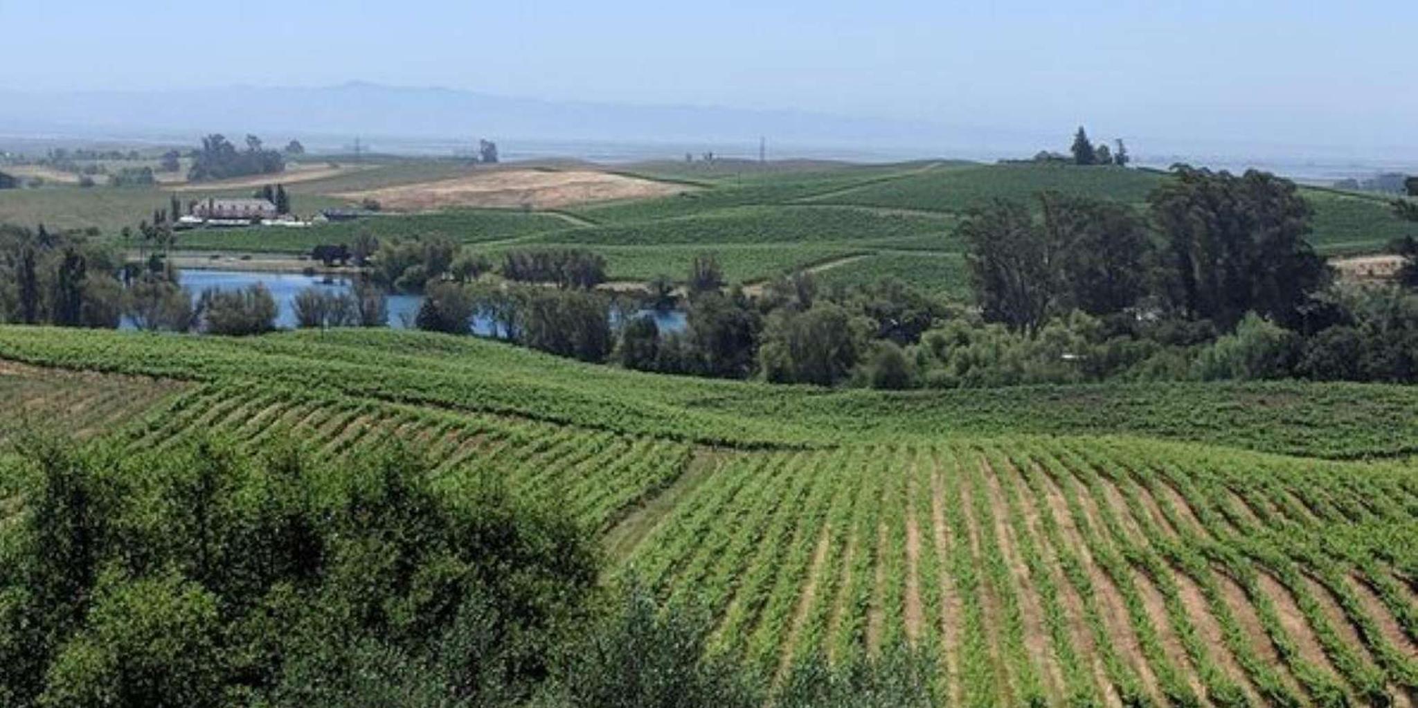 San Francisco Napa and Sonoma Valley Private Wine Tour 6 hr