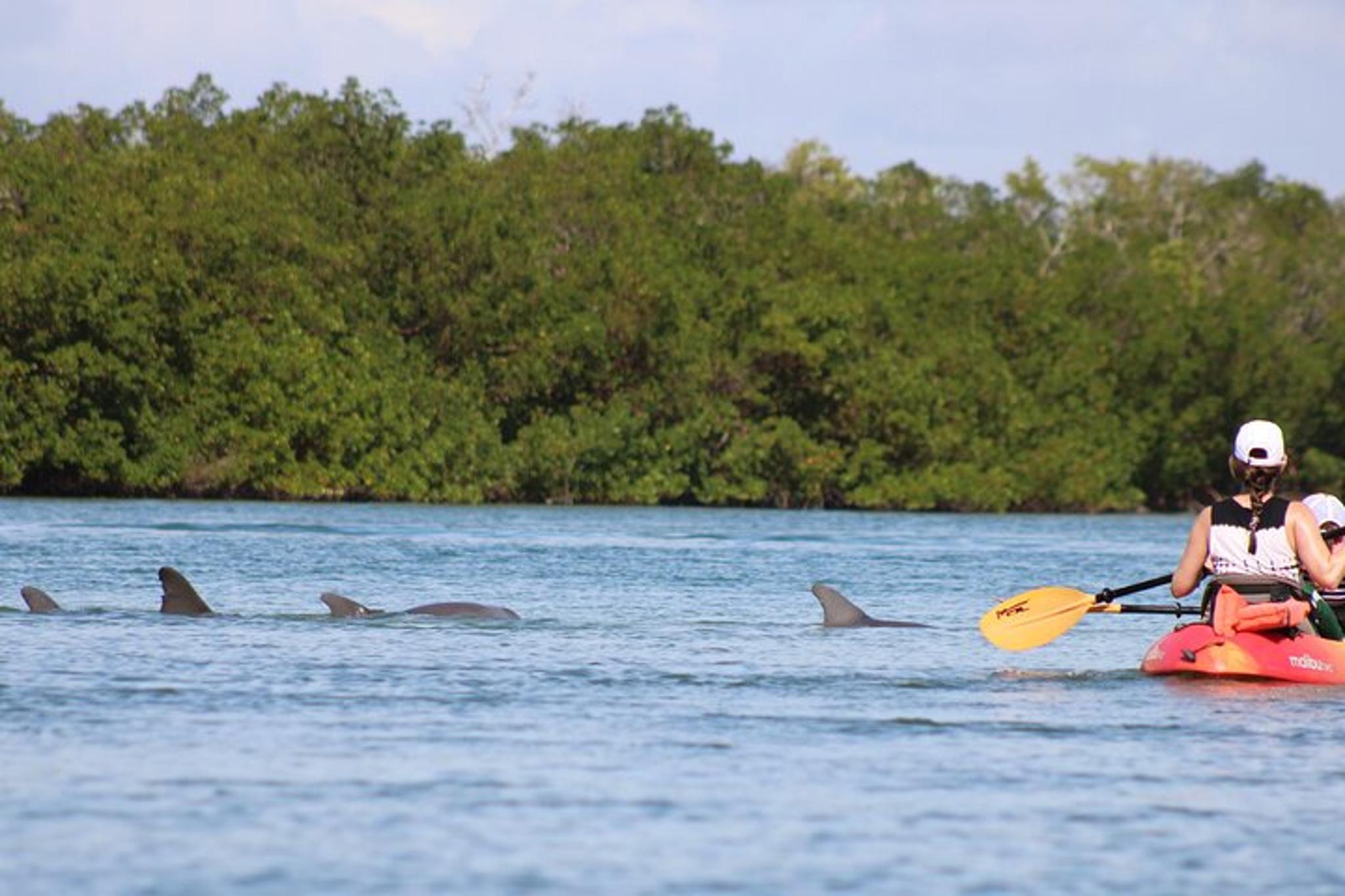 Naples Mangrove Kayak Tour - Image 2