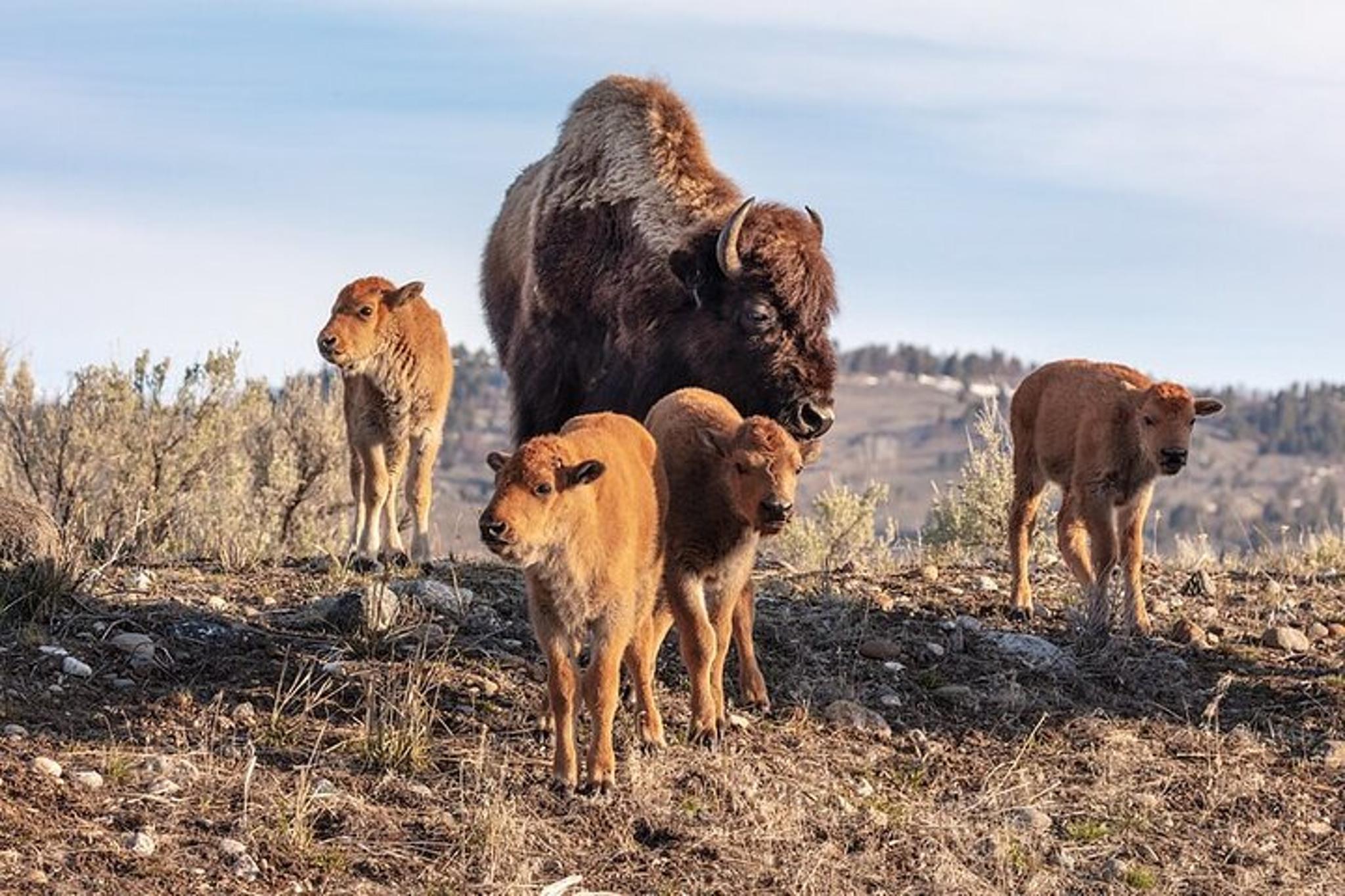 Yellowstone Wildlife Watching Tour