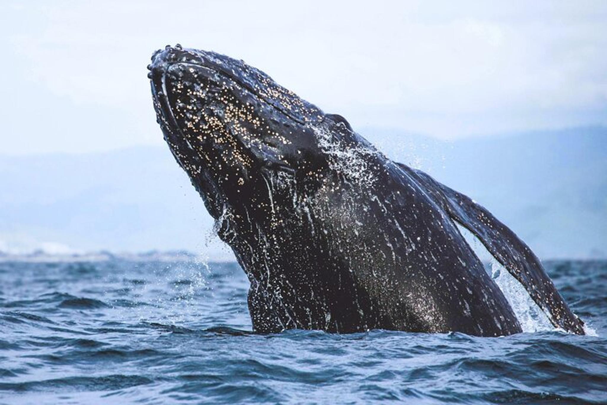 Bodega Head Self-Guided Audio Tour - Image 6