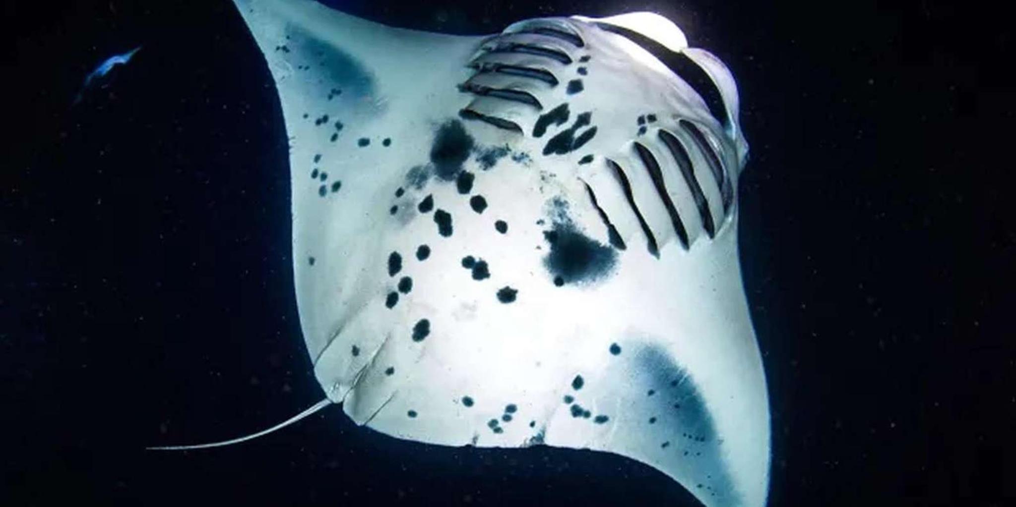 Kona Manta Ray Night Snorkel Adventure - Image 2