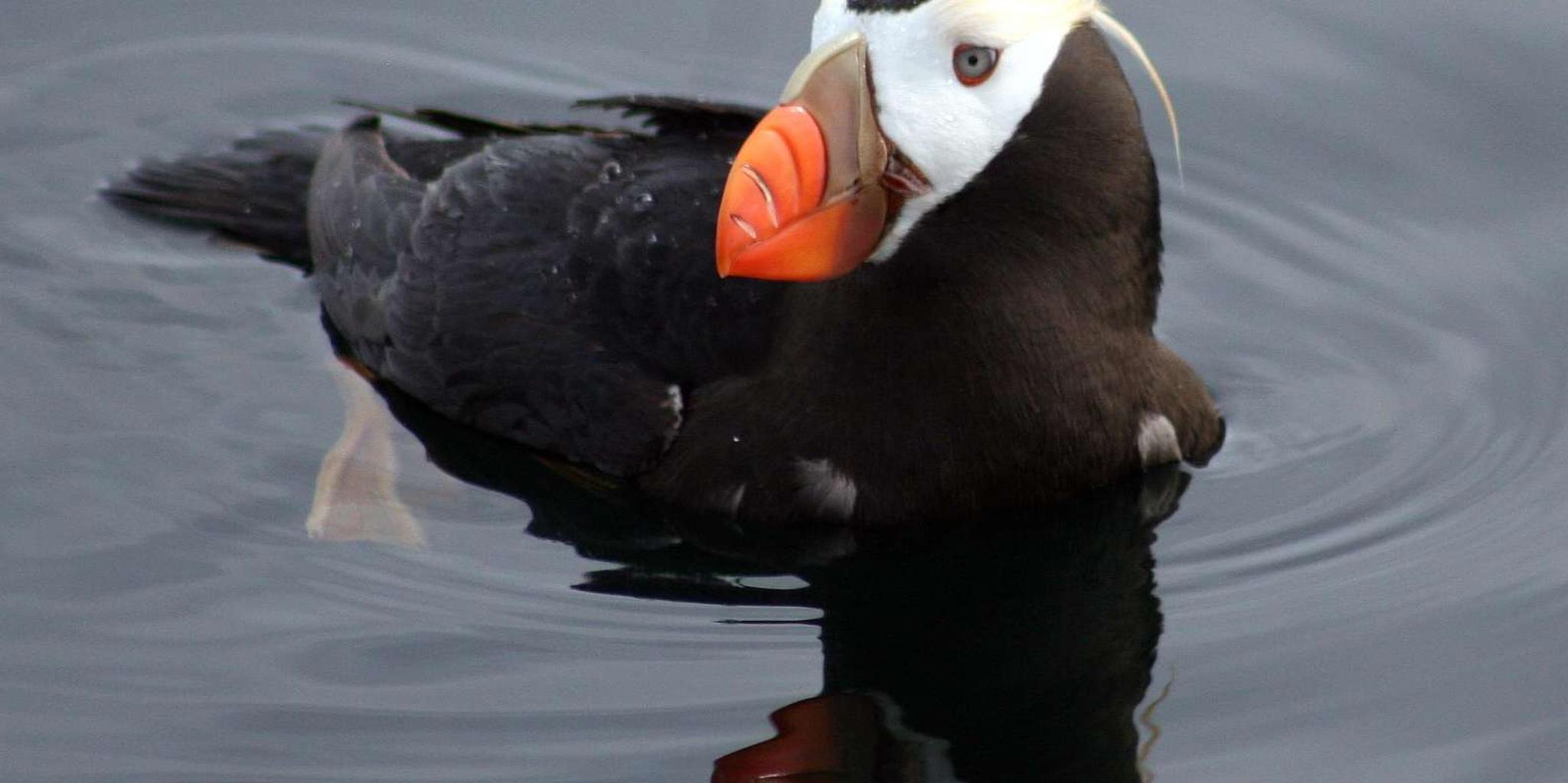 Sitka Wildlife Photo Safari & Beachcombing Cruise - Image 4