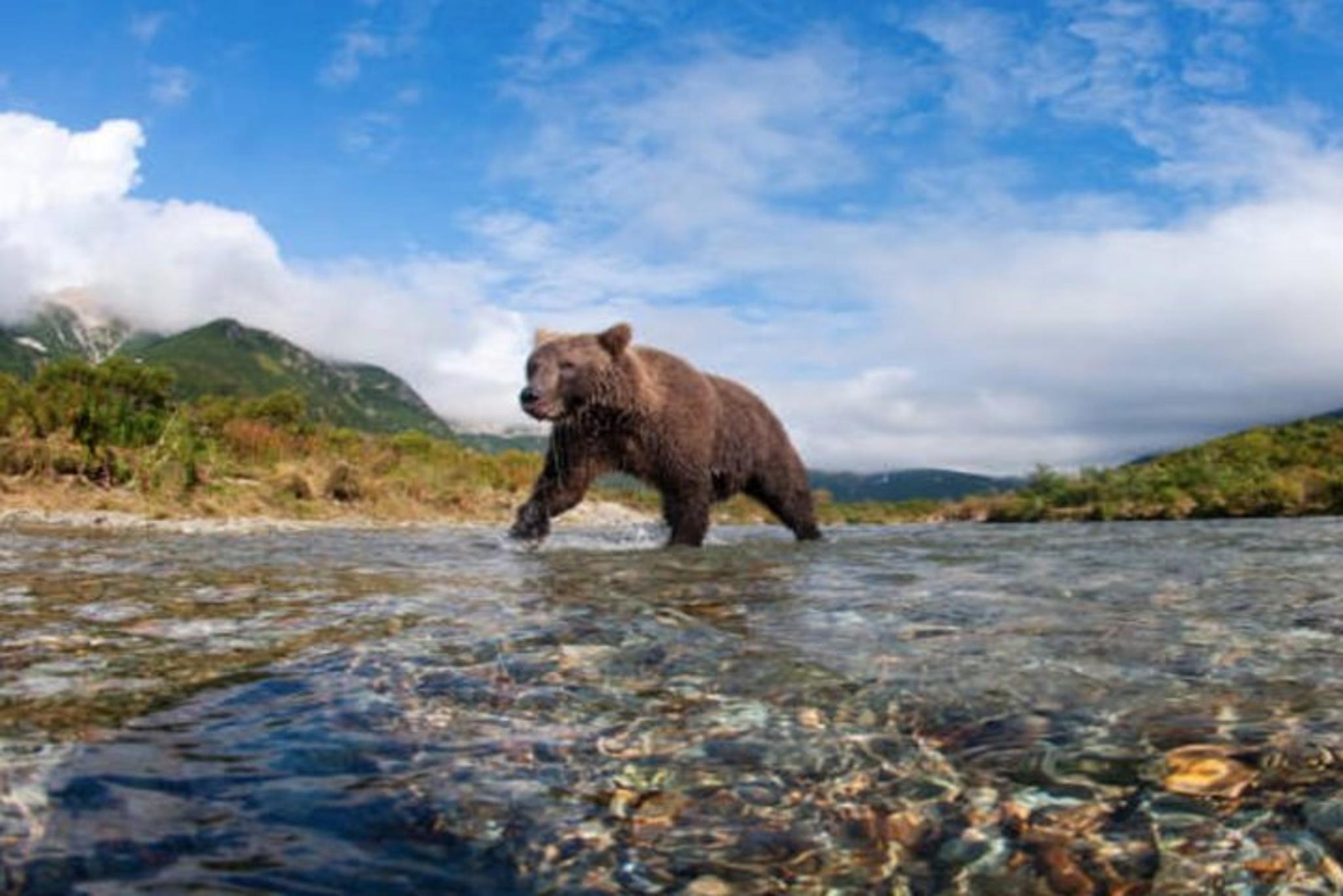 Icy Strait Bear Hunt Shore Excursion - Image 4