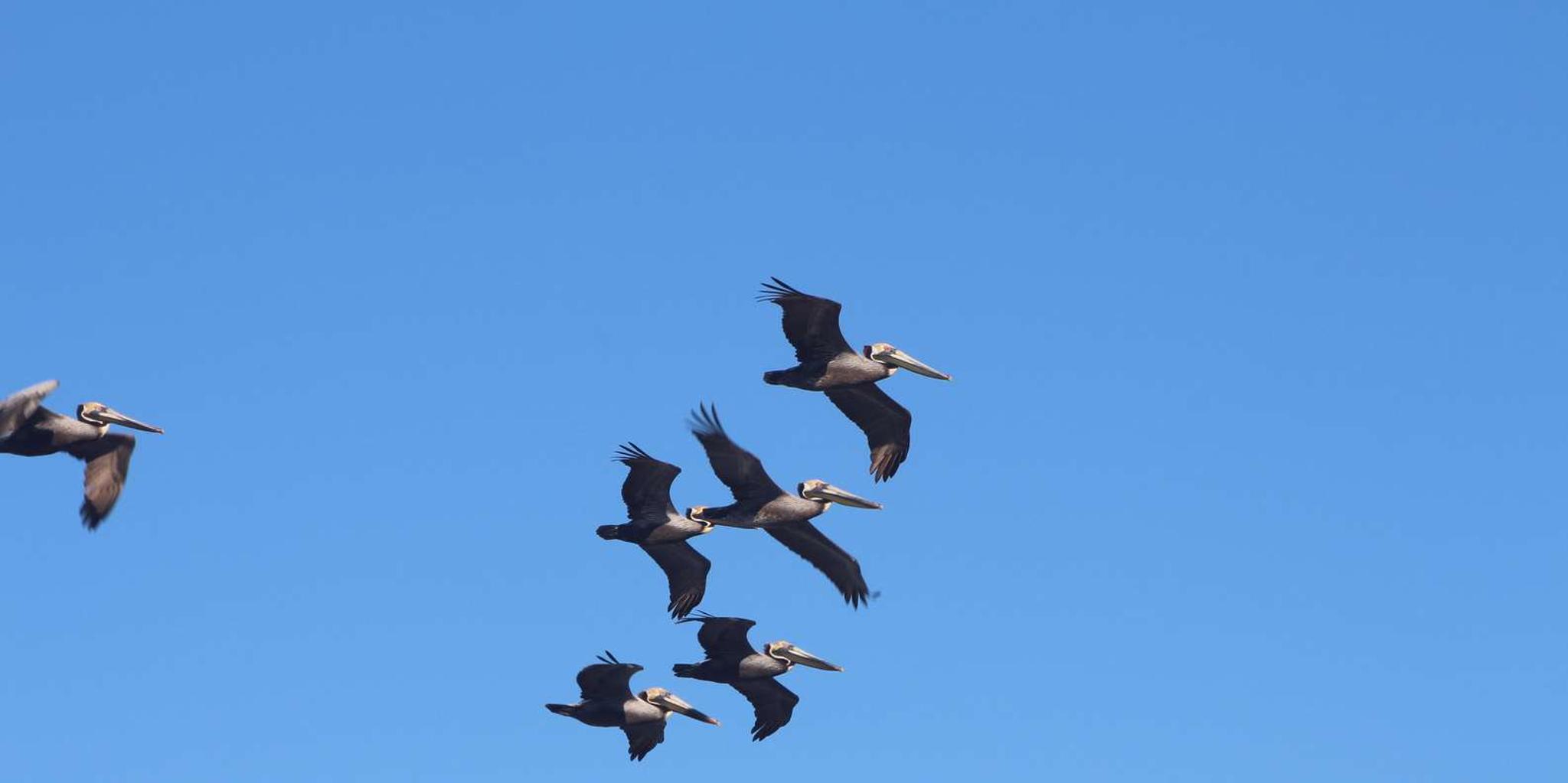Charleston Dolphin Viewing Boat Tour - Image 5