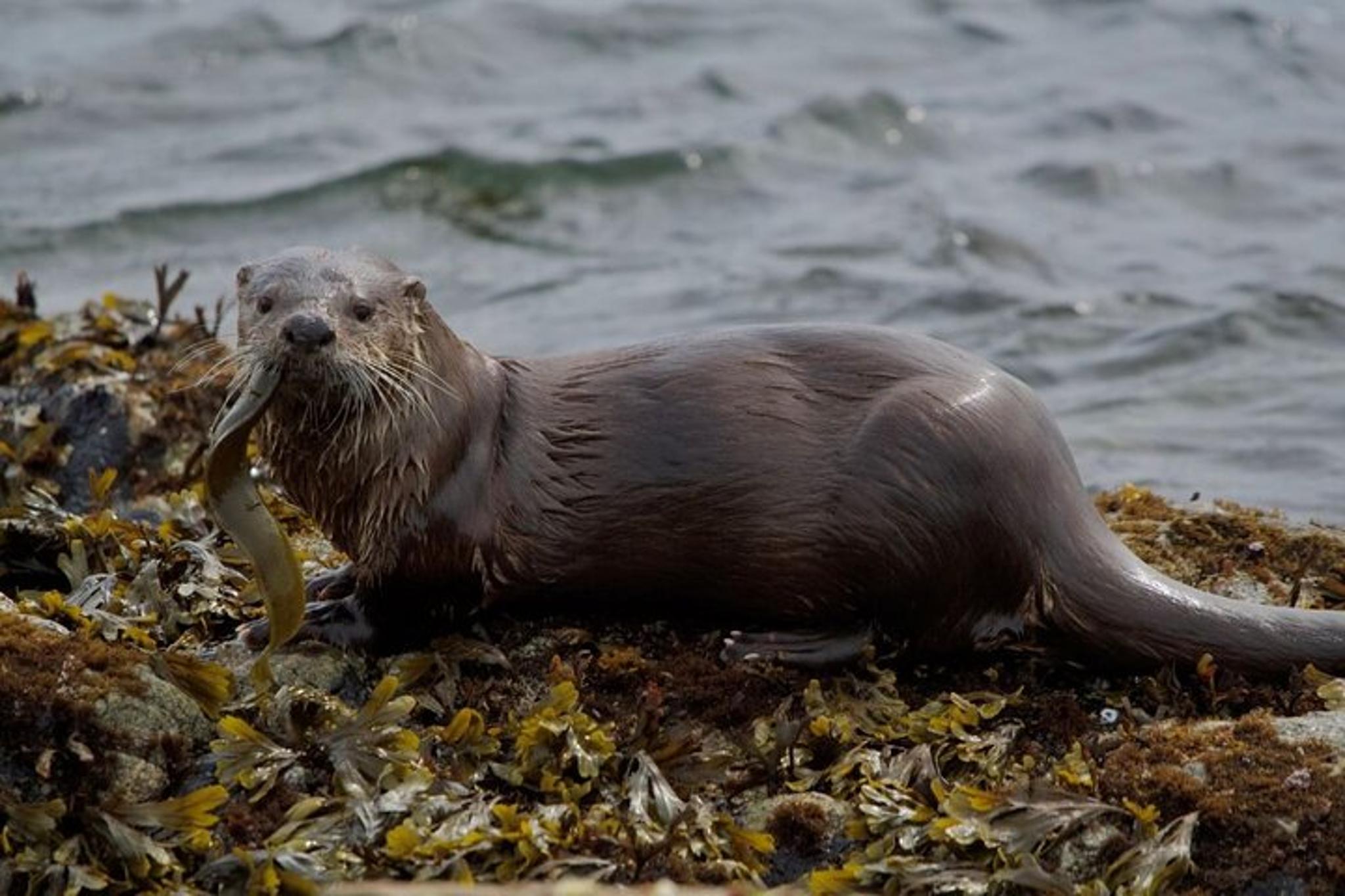 Port Townsend Wildlife Watching Cruise 3 hr - Image 6