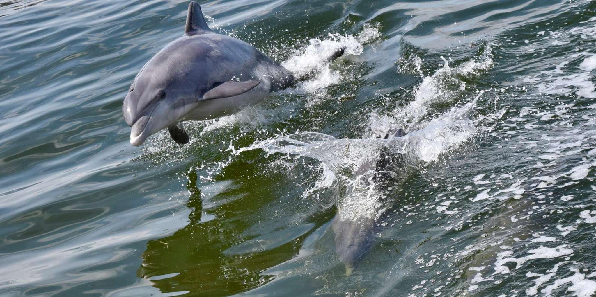 St. Augustine Dolphin Watching Harbor Tour - Image 3
