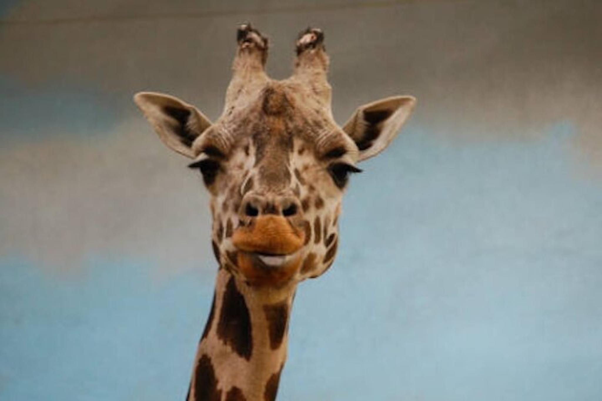 Bronx Zoo & Yankee Stadium Bus Tour - Image 6