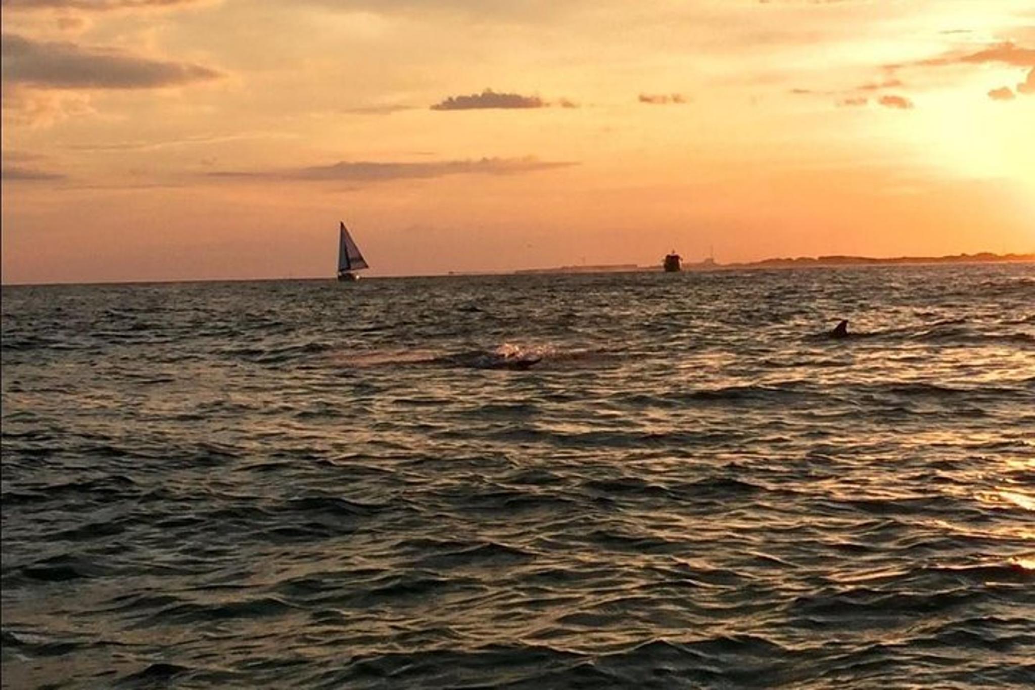 Destin Dolphin Watching Cruise at Sunset 45 min - Image 5