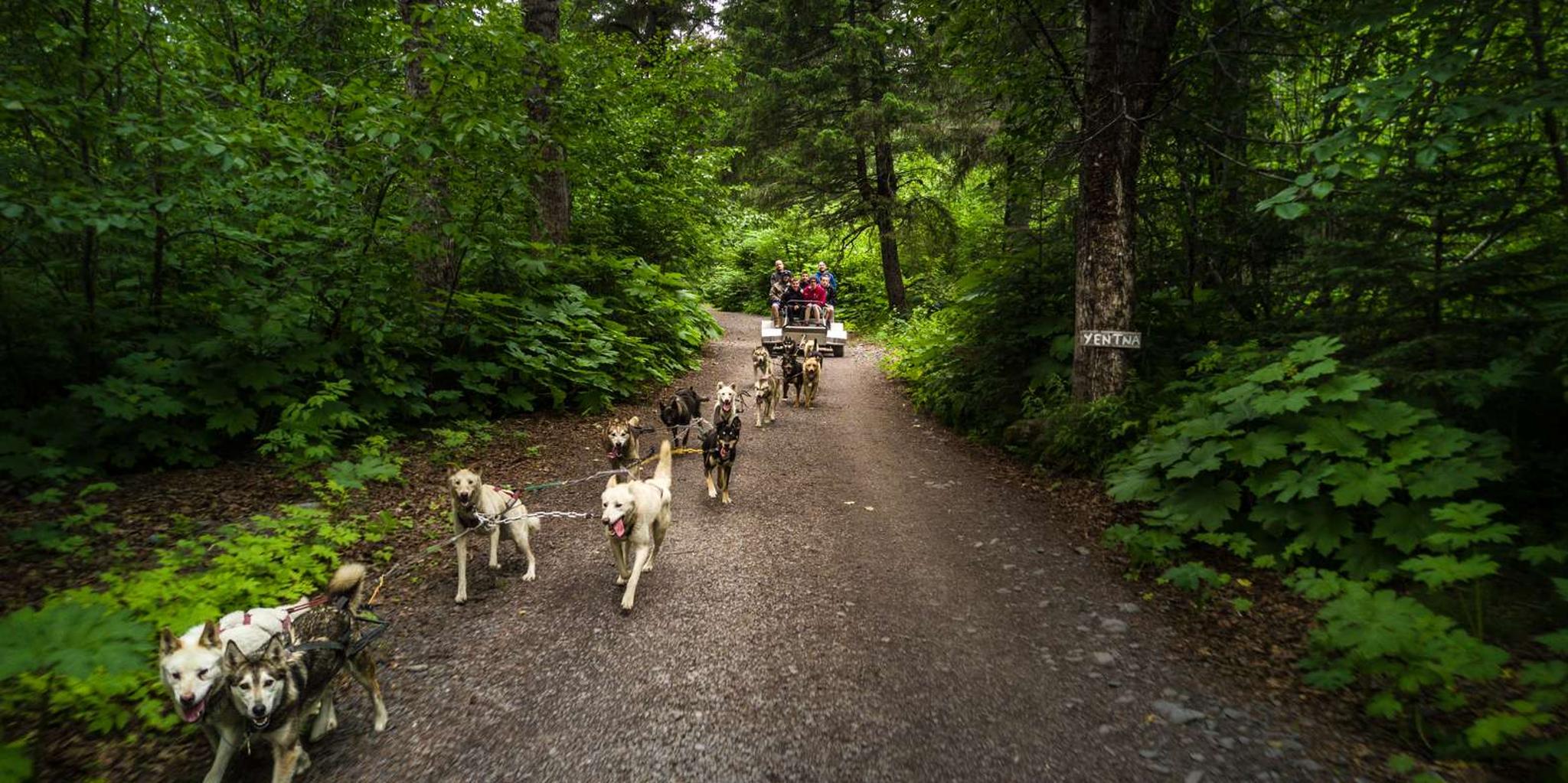 Seward Dog Sled Ride and Kennel Tour - Image 6