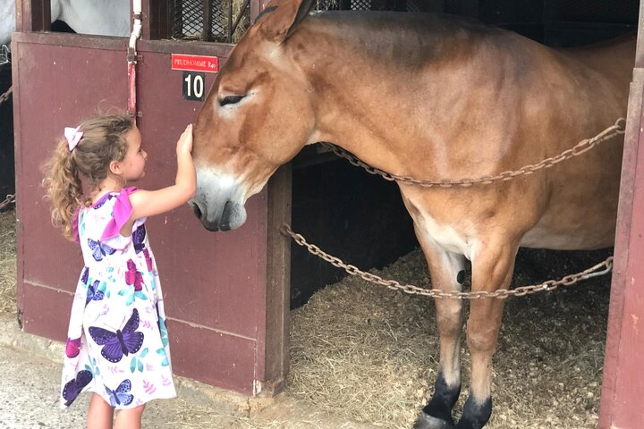 New Orleans Mules Barn Tour - Image 3