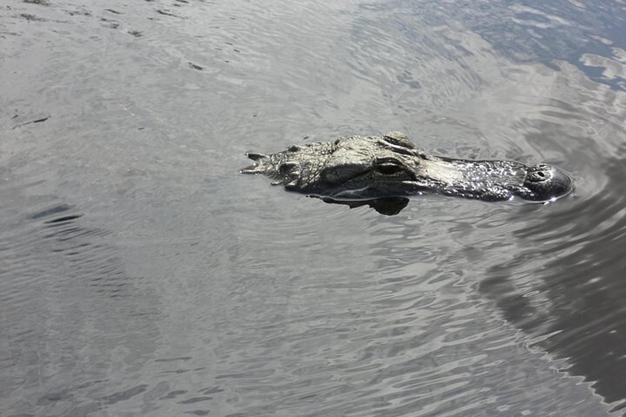 Fort Lauderdale Everglades Airboat Tour with Transportation - Image 6