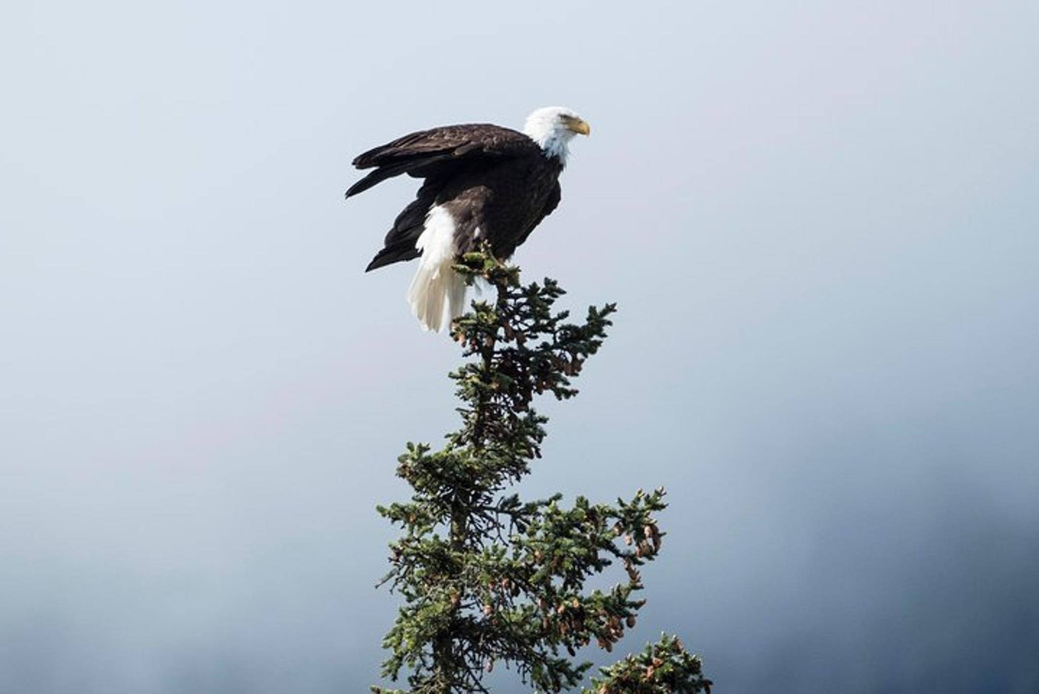 Haines Photography Tour 4 hr - Image 4