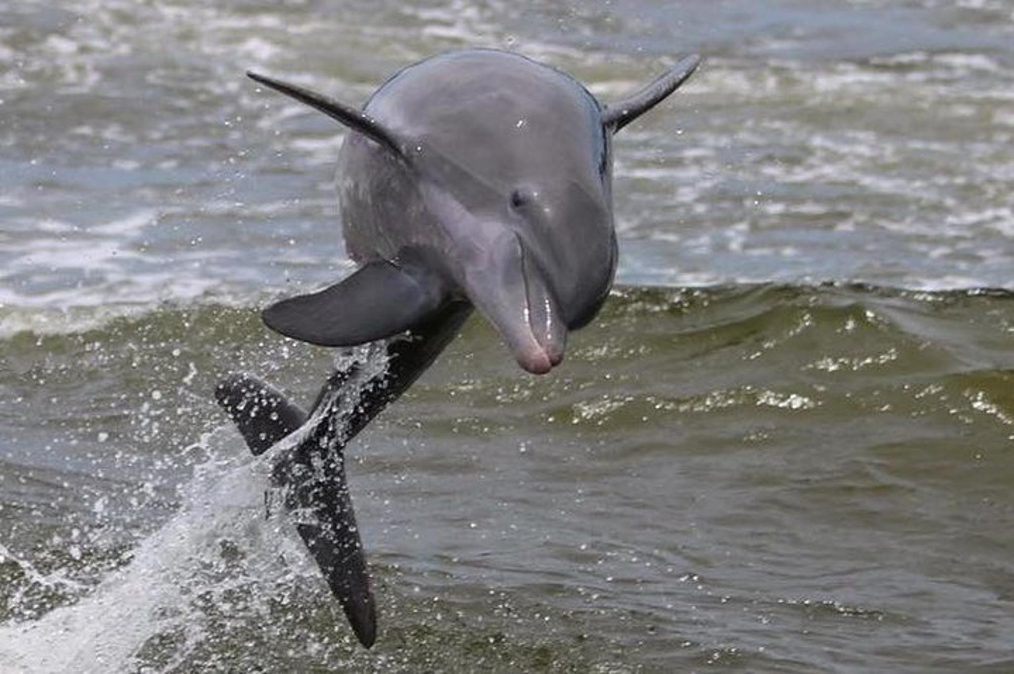 Alabama Gulf Coast Dolphin Cruise - Image 3