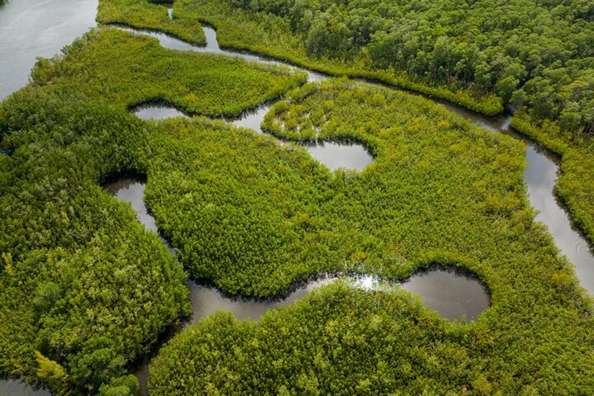 North Miami Beach Clear Kayak Tour in Mangrove Tunnels - Image 4
