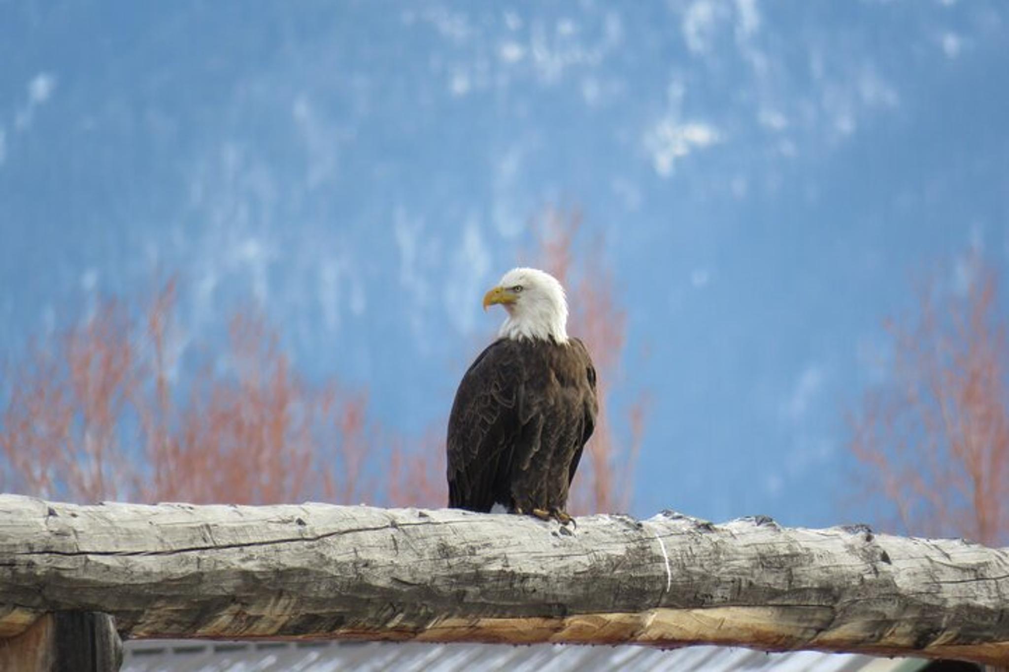 Jackson Hole Wildlife Tour in Grand Teton - 4 hr - Image 4