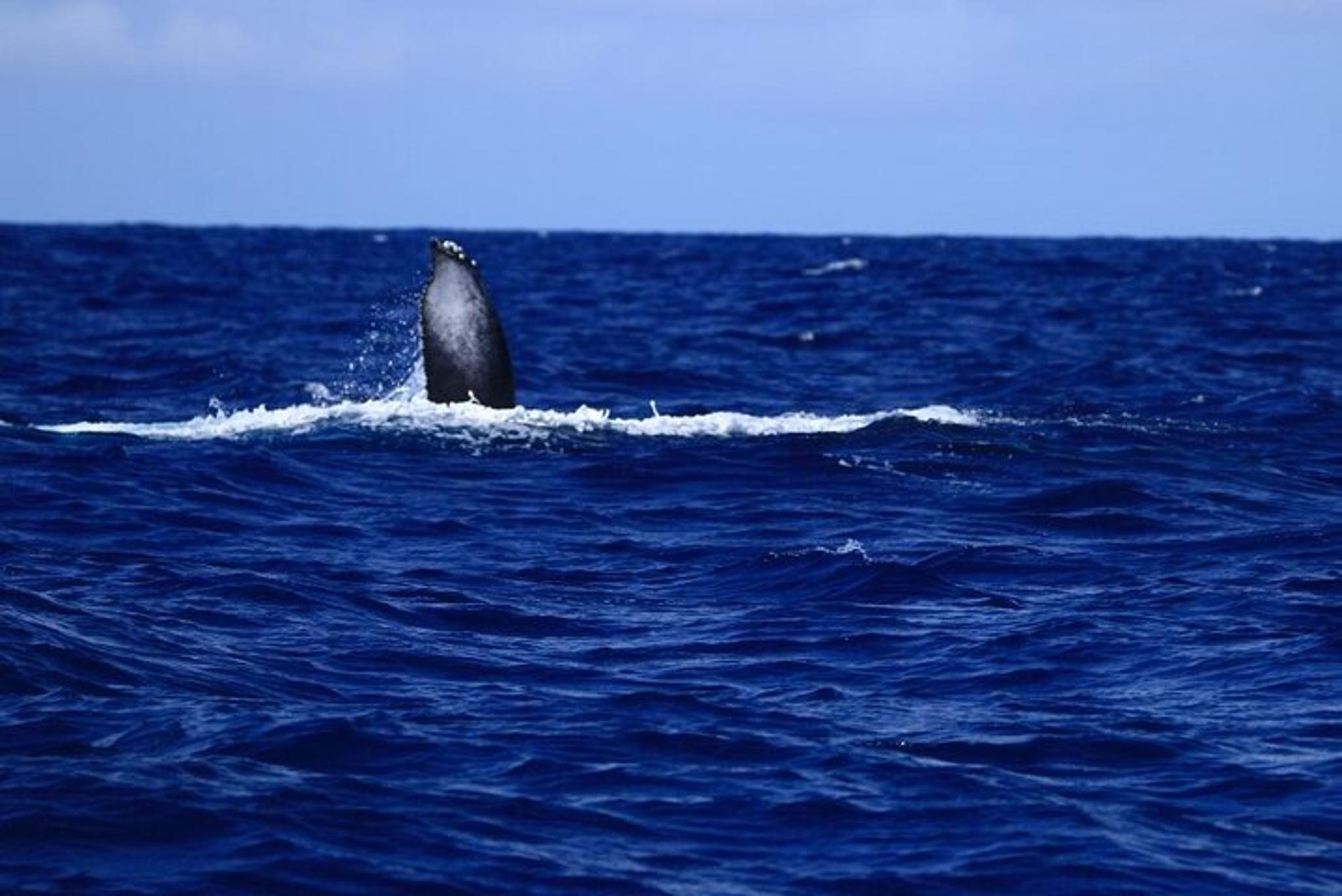 Kona Whale Watching Tour 2.5 Hr - Image 5