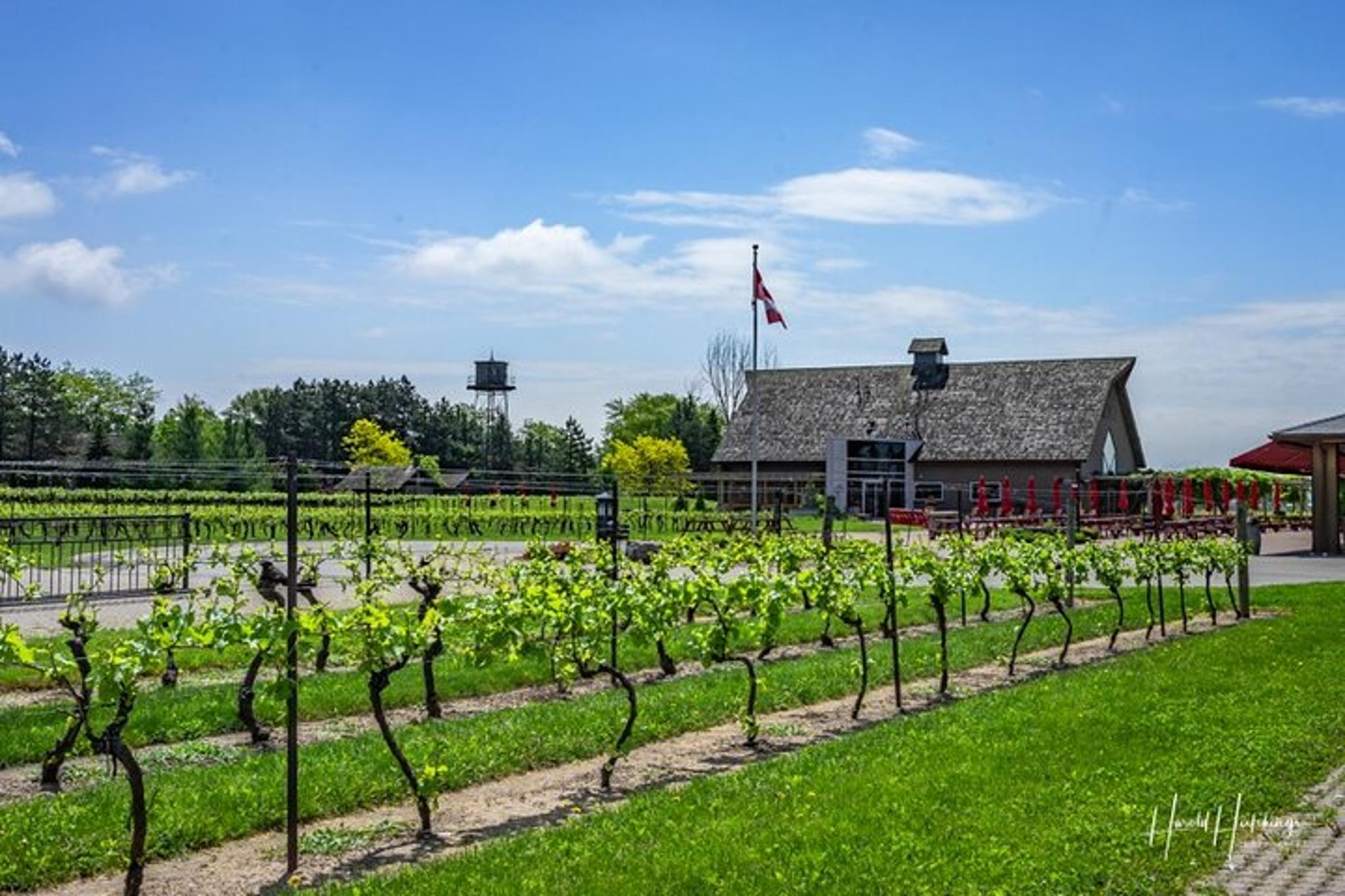 Niagara Falls Winery Tour from Niagara Falls, NY - Image 6