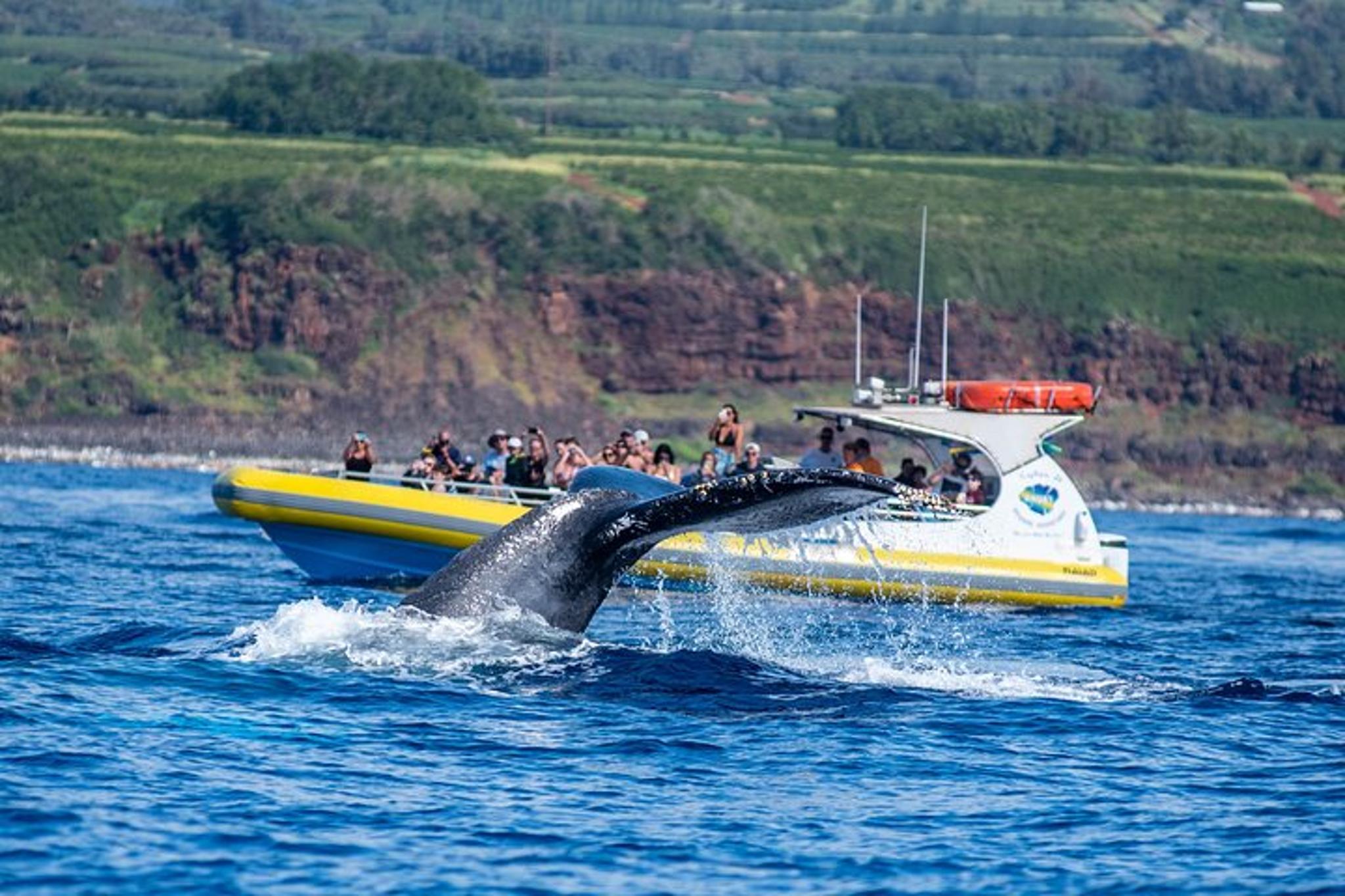 Kauai Whale Watching Adventure - Image 4